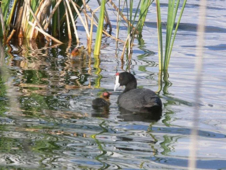 Area and facilities, Other Animals in Tudanca Benavente