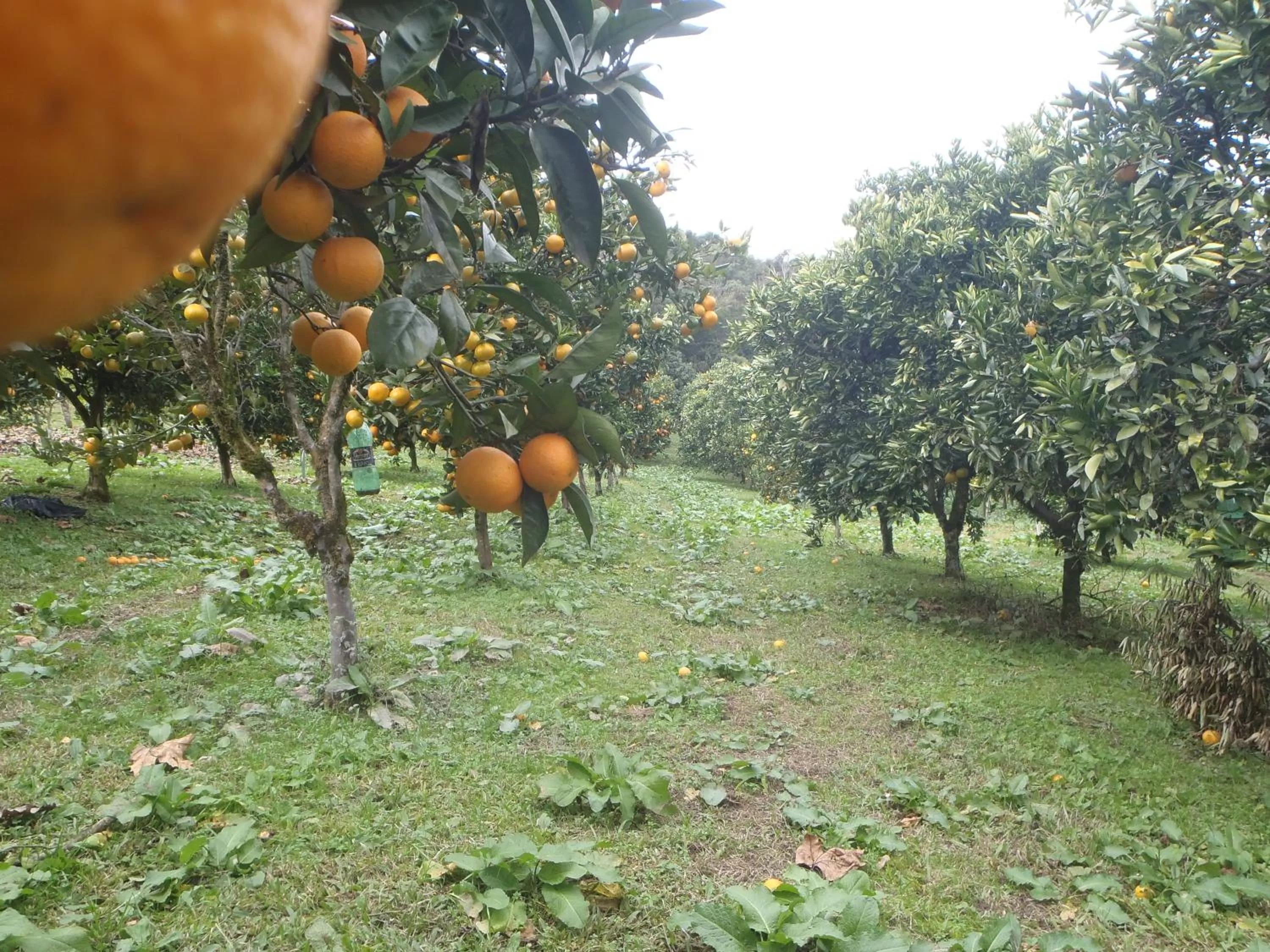 Other, Garden in Hotel Villa Michelon