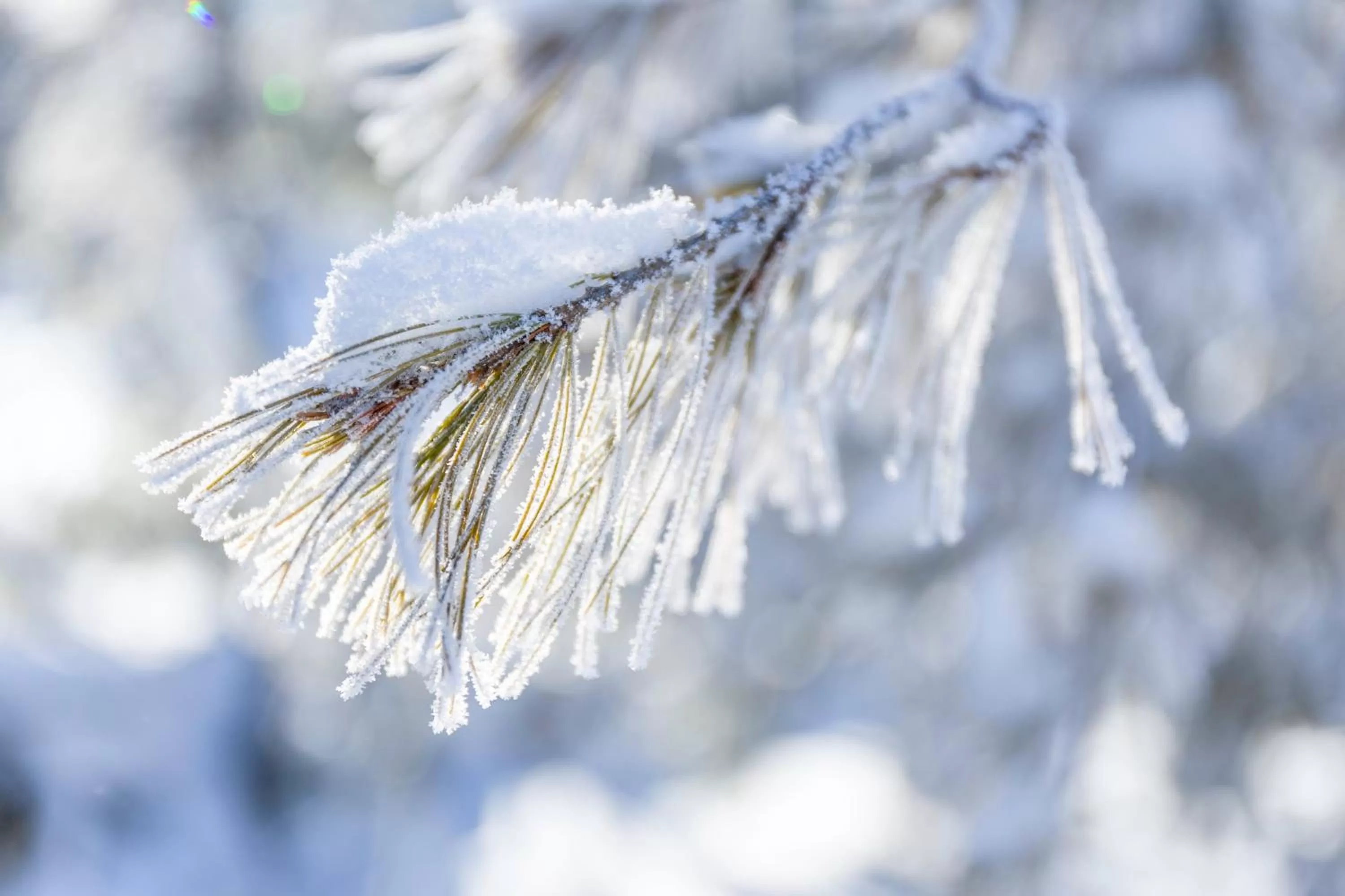 Other, Other Animals in 506 On the River Inn Woodstock