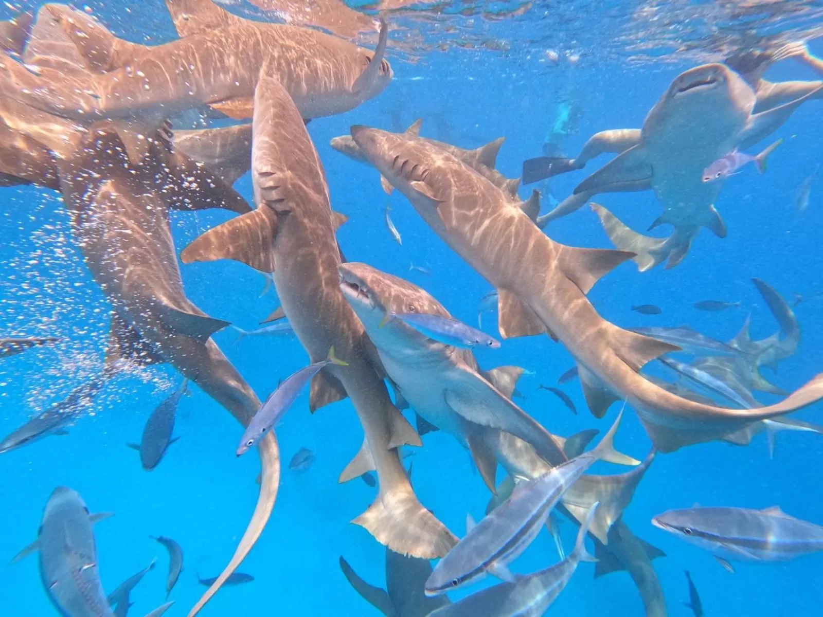 Snorkeling, Other Animals in Araamview