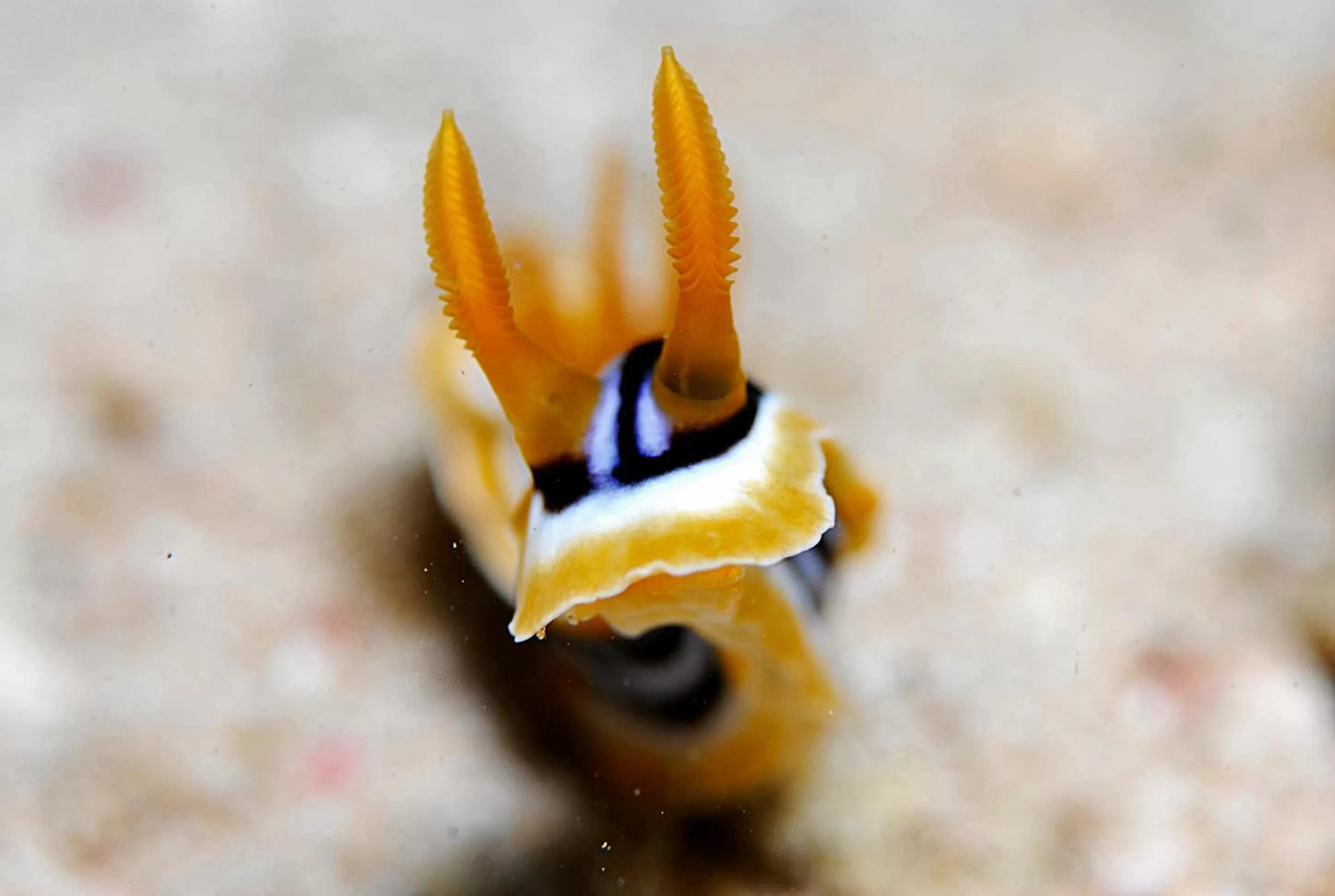 Snorkeling, Other Animals in Aqaba Adventure Divers Resort & Dive Center