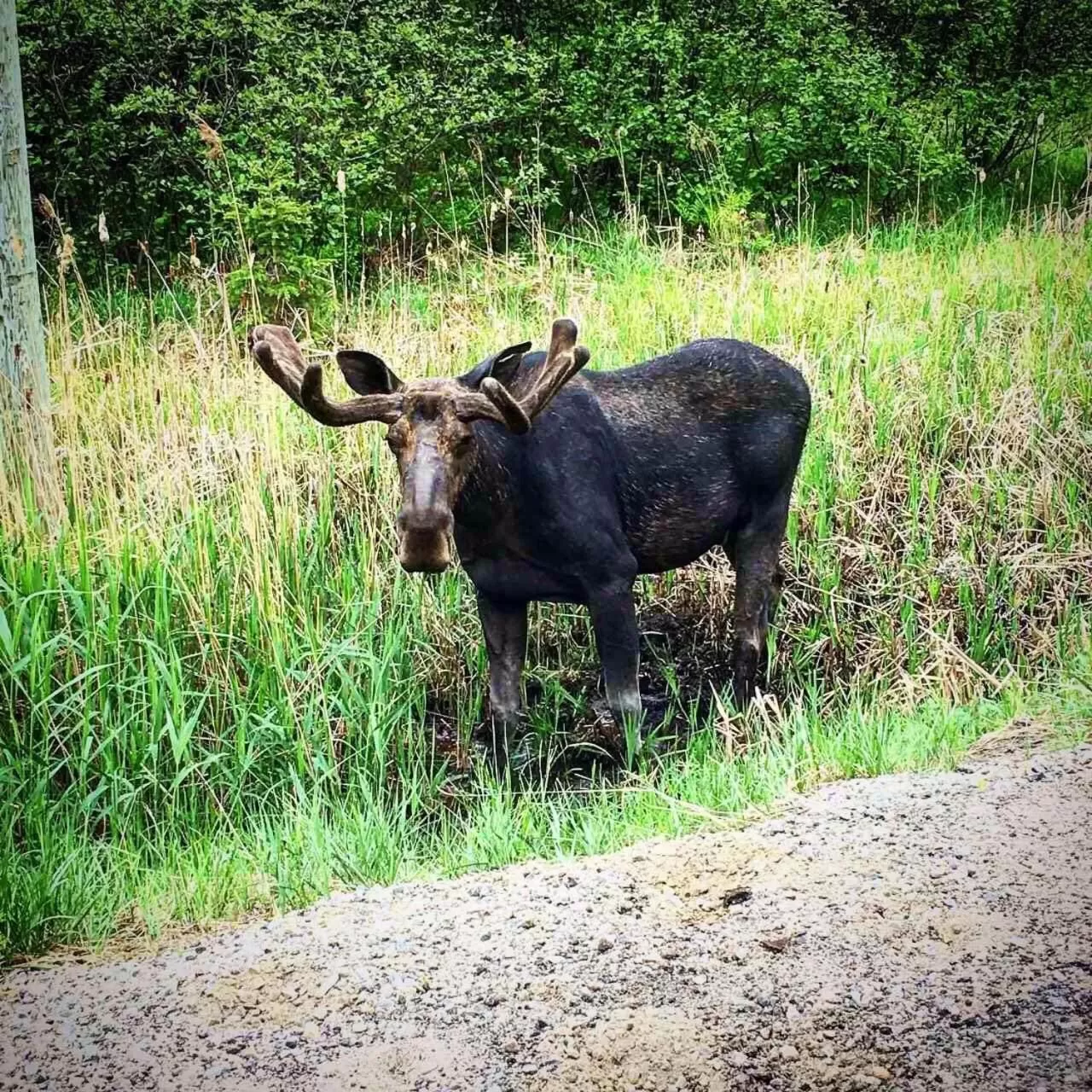 Spring in Madawaska Lodge