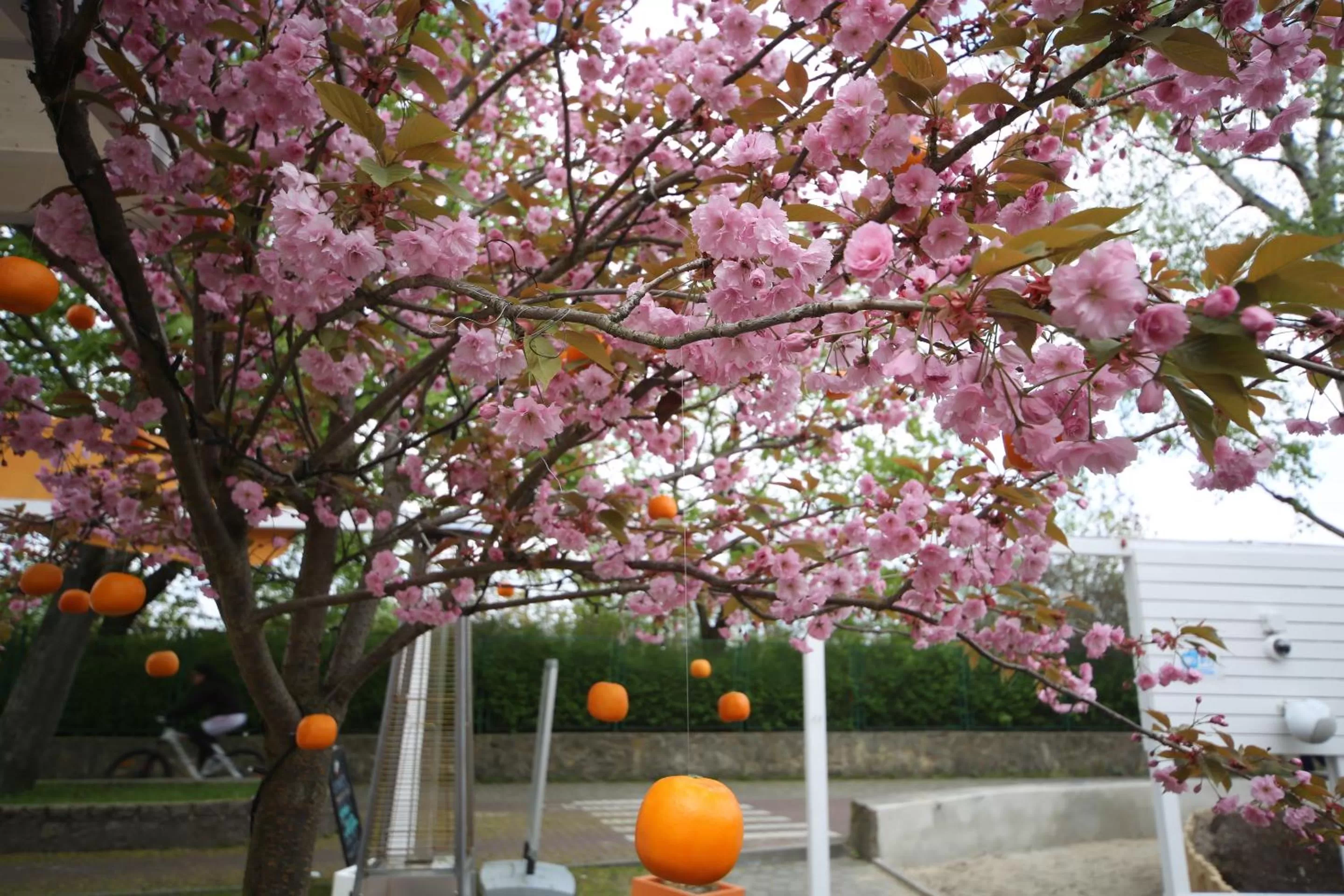 Garden in Hotel Pomarańczowa Plaża