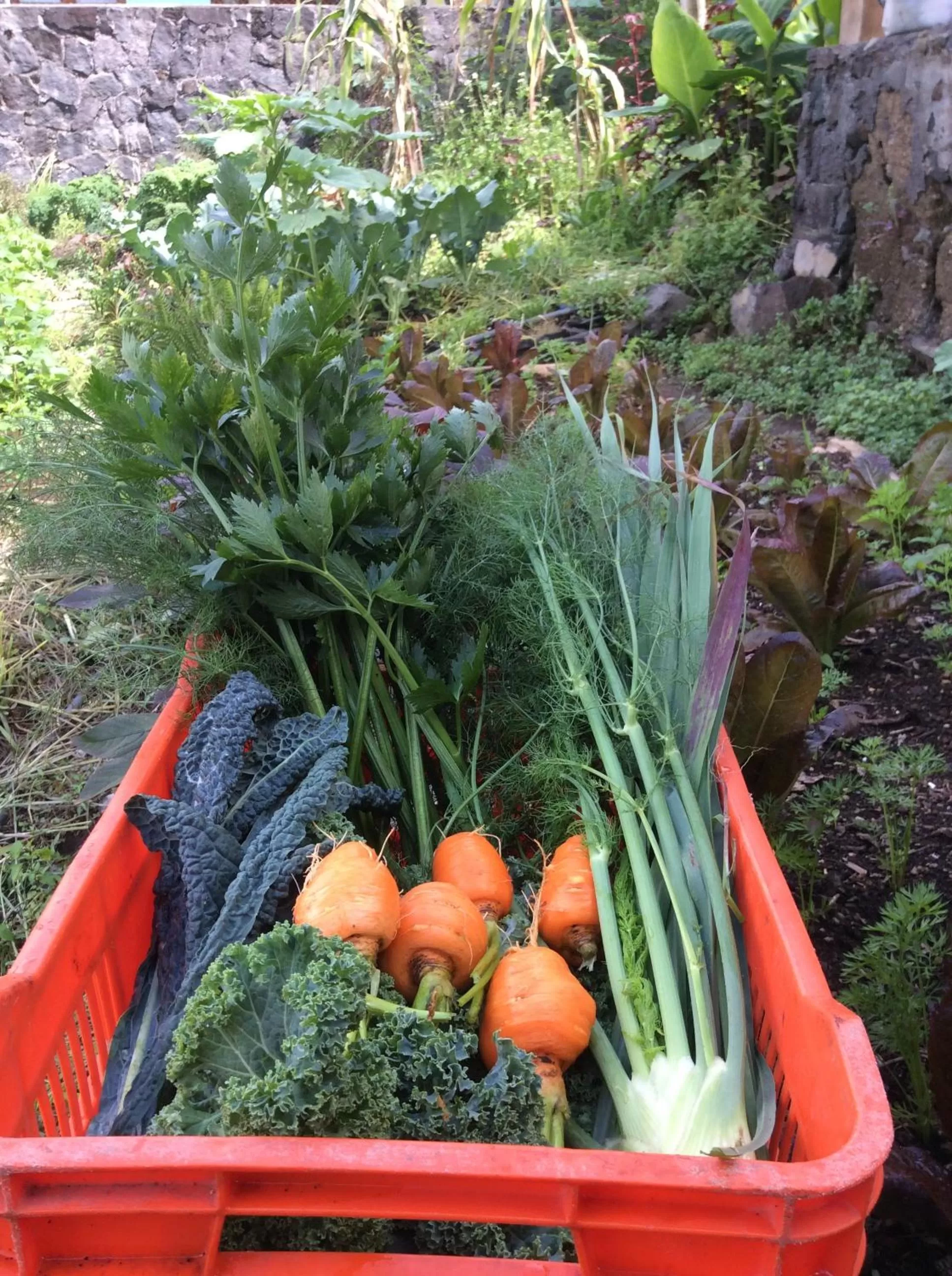 Garden in Hotel Toliman