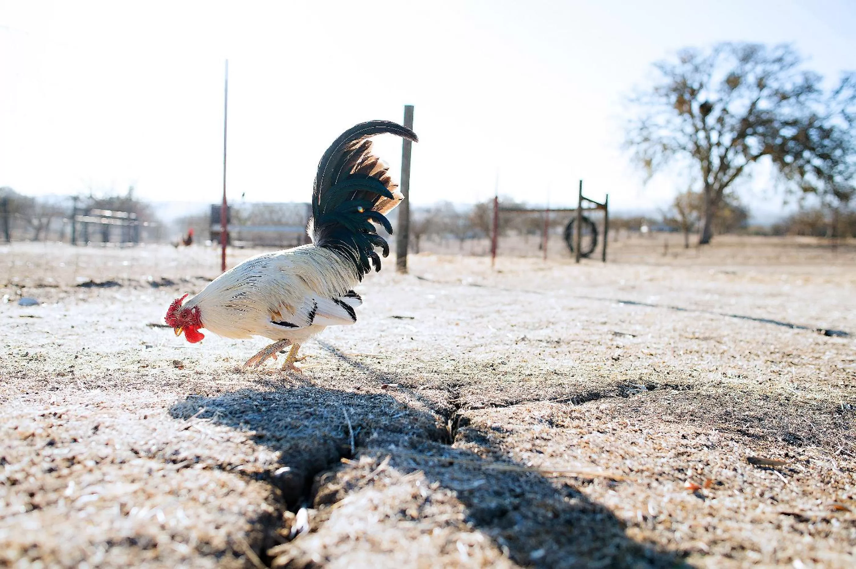Other Animals in Rêves de Moutons
