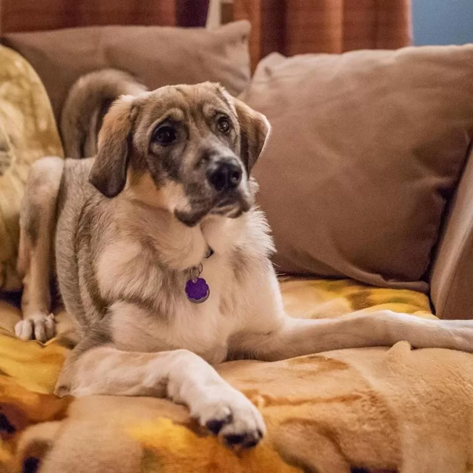 Pets in Twisp River Suites