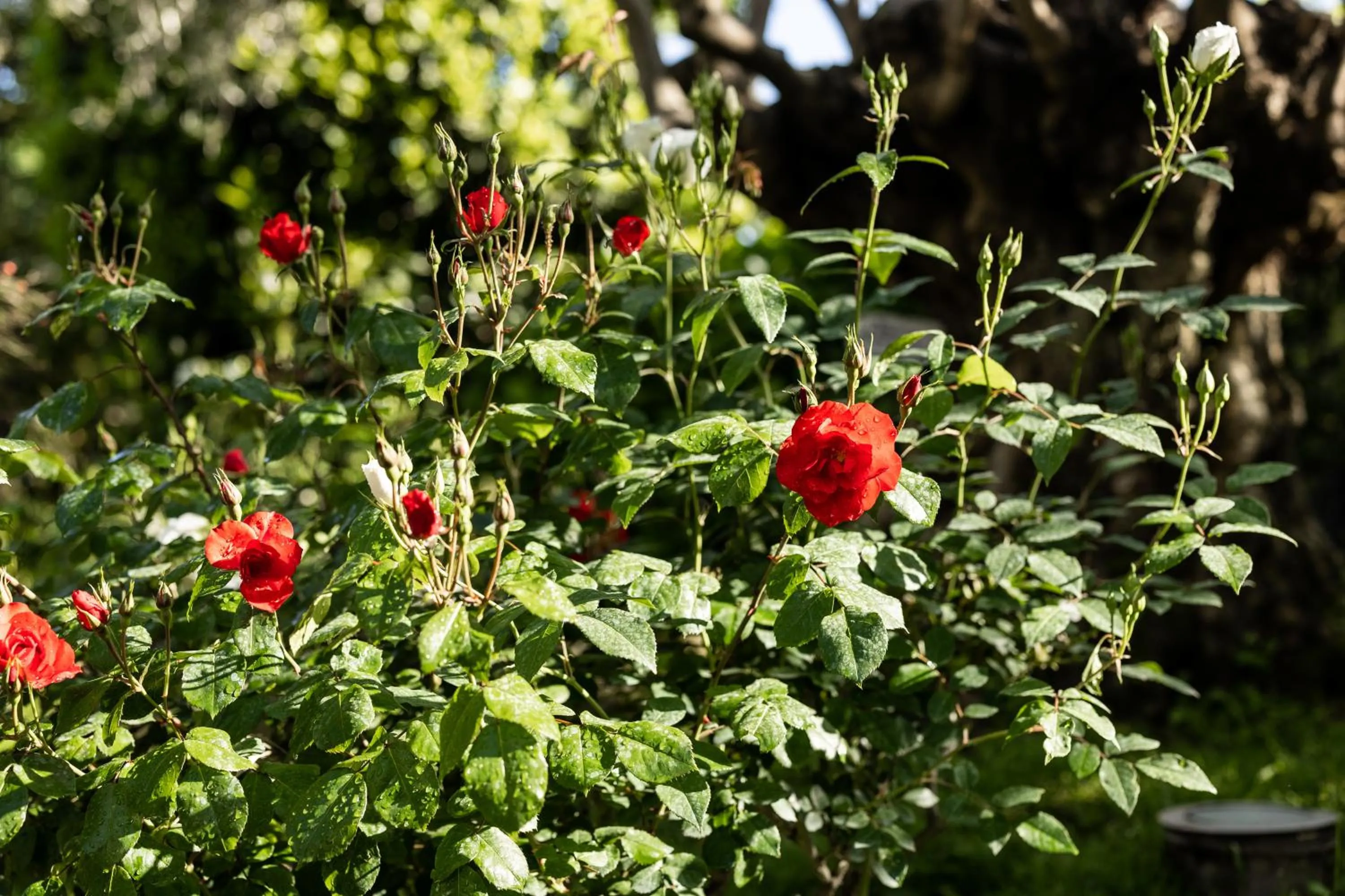 Garden in Grand Hotel Cocumella