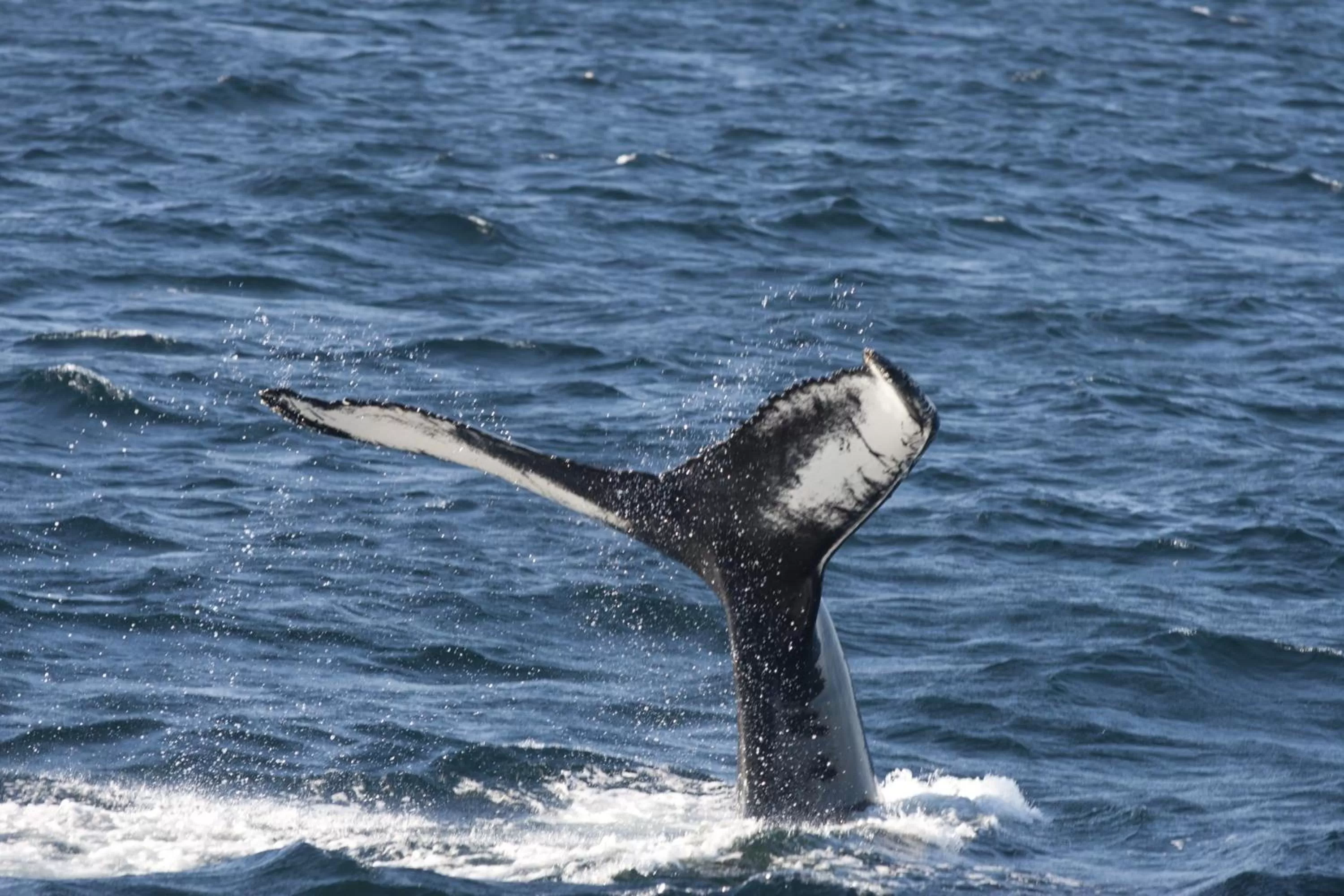 Other in Holiday Inn Express Deer Lake, an IHG Hotel