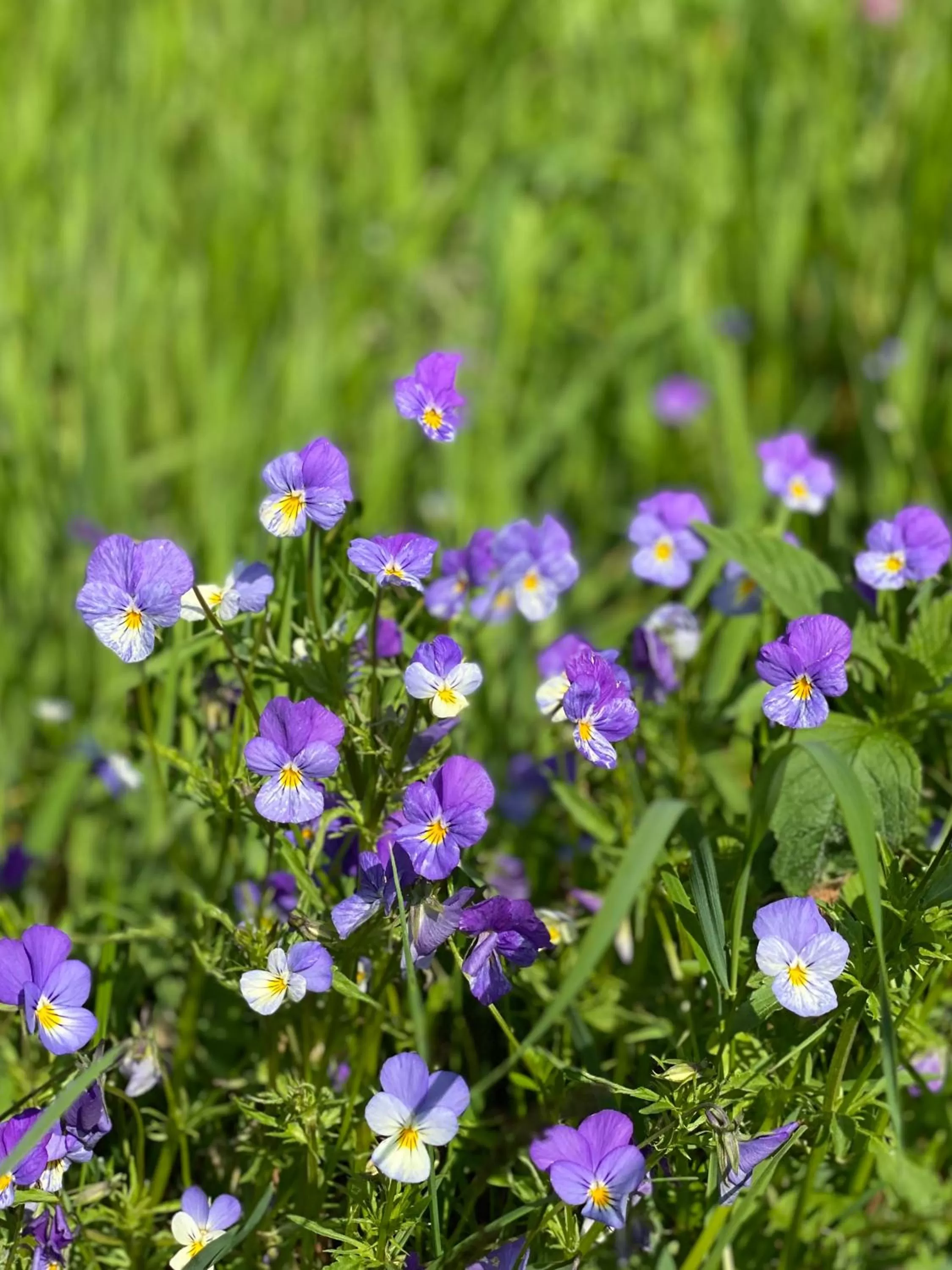 Natural landscape in Vila Jáchymov