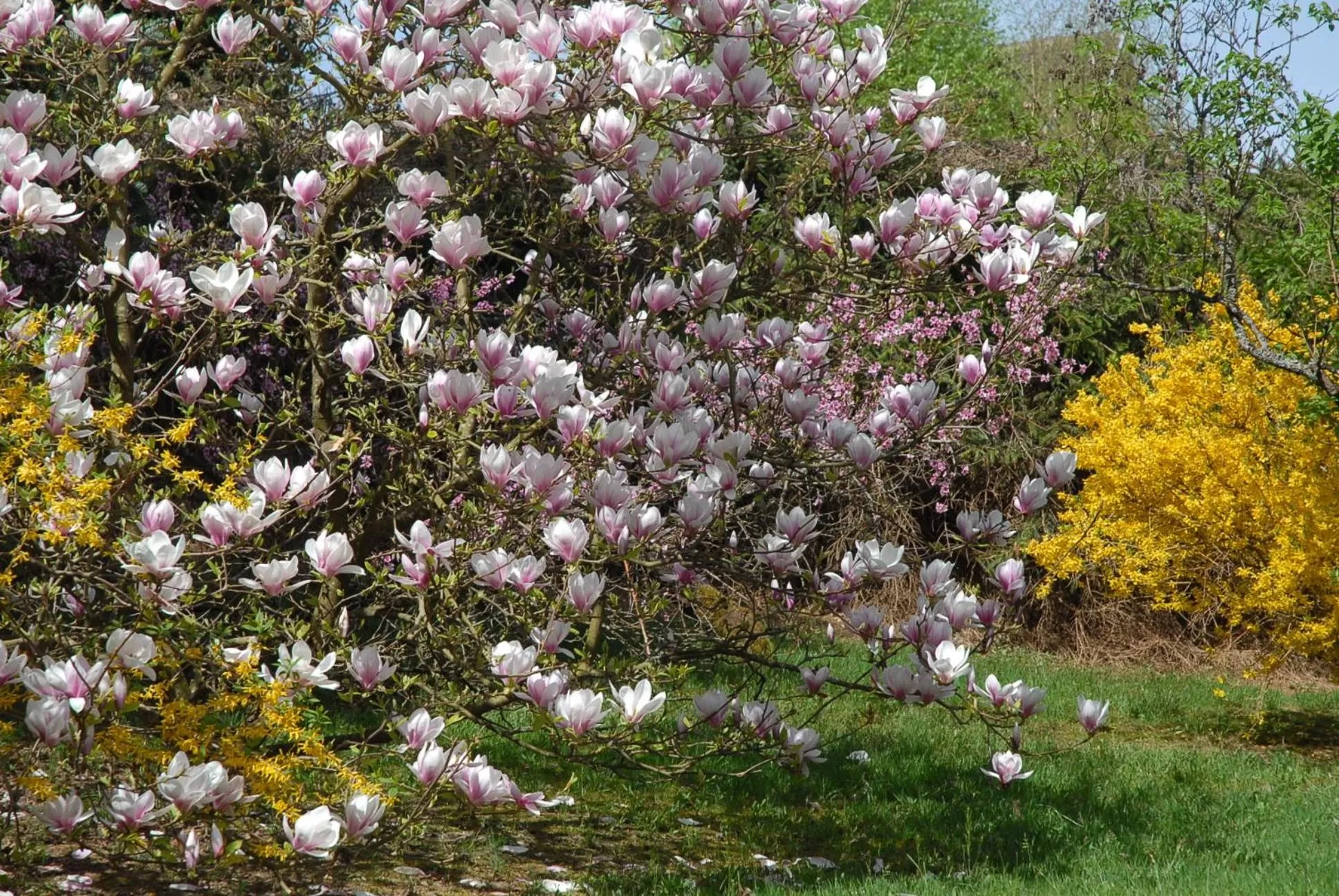 Garden in Villa Thalassa domaineleshesperides
