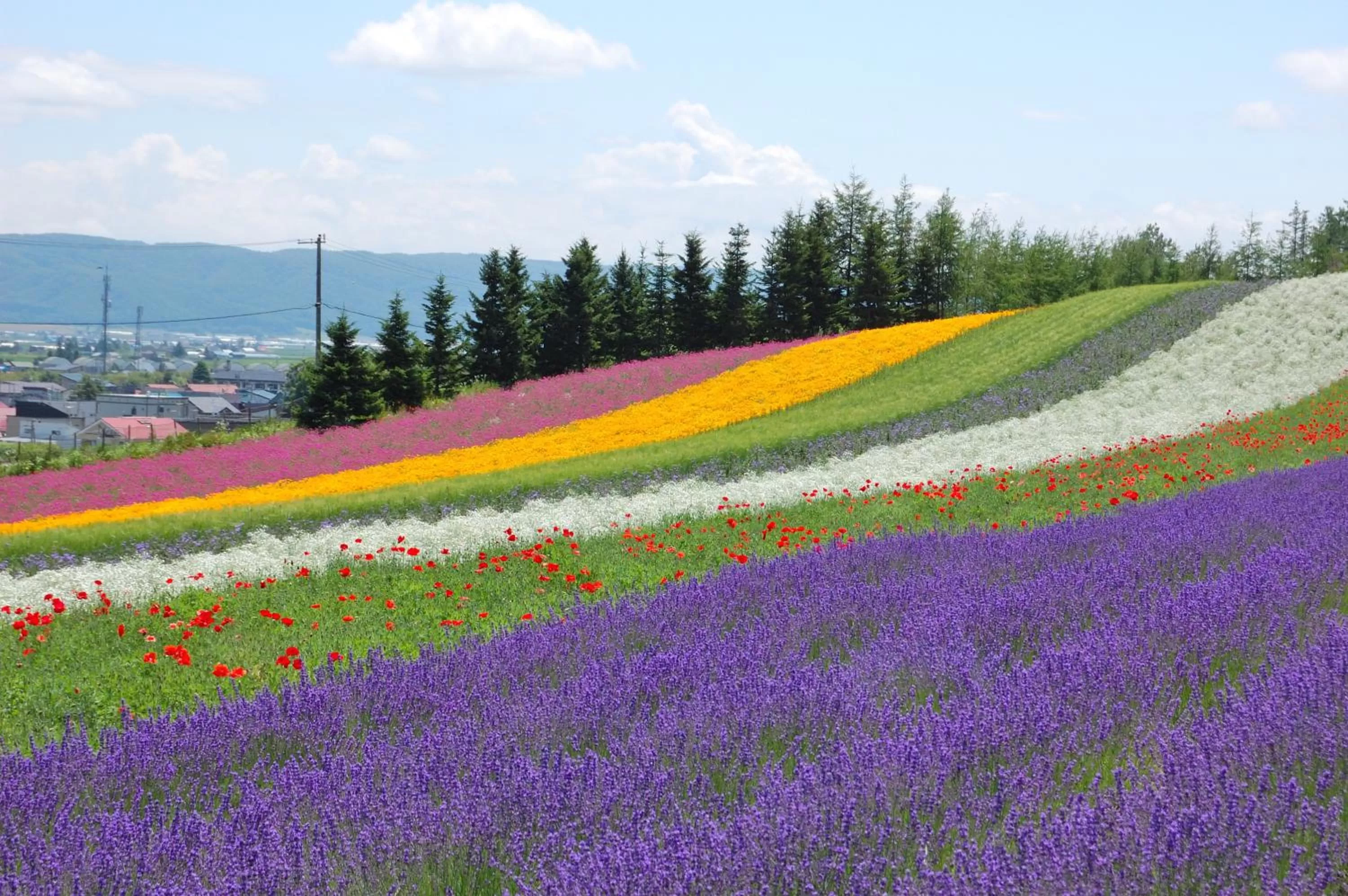 Natural landscape in Court Hotel Asahikawa