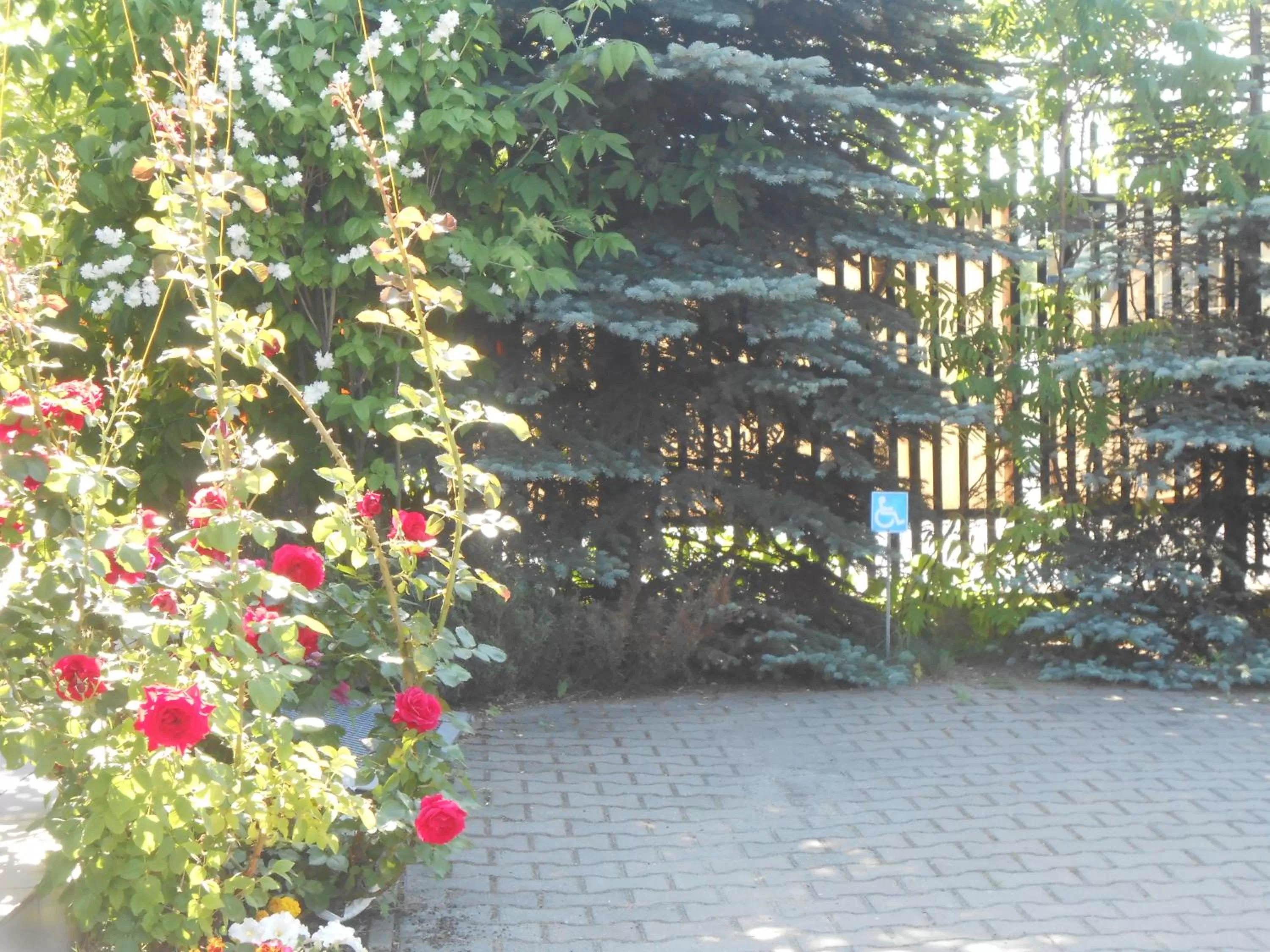 Natural landscape, Garden in Hotel As