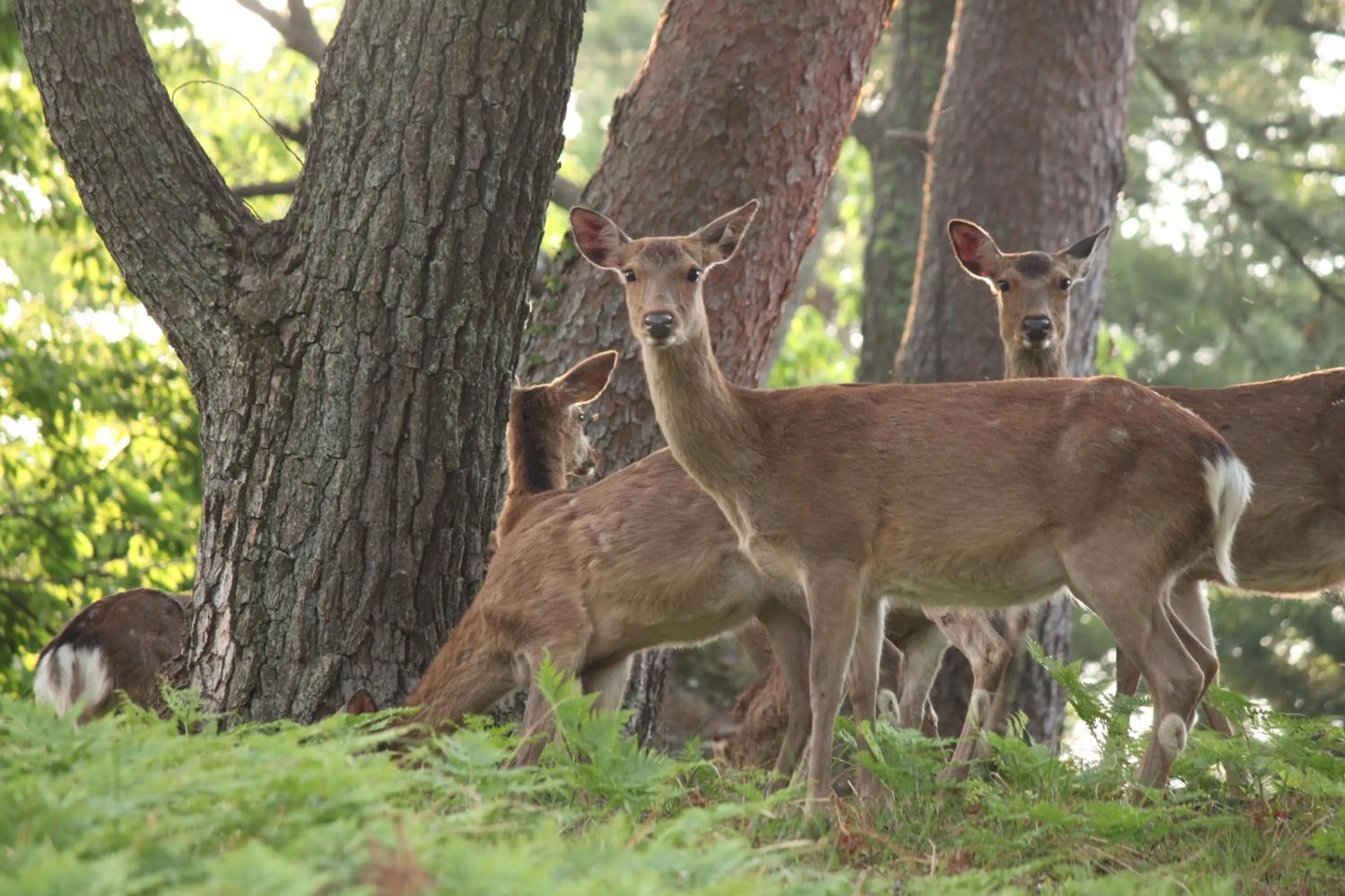 Area and facilities in Hotel Laforet Shuzenji