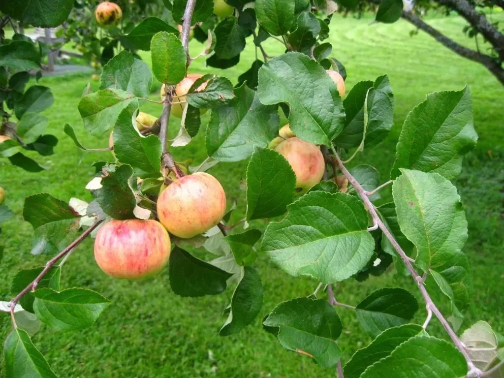 Food in Tuukkalan Tila B&B