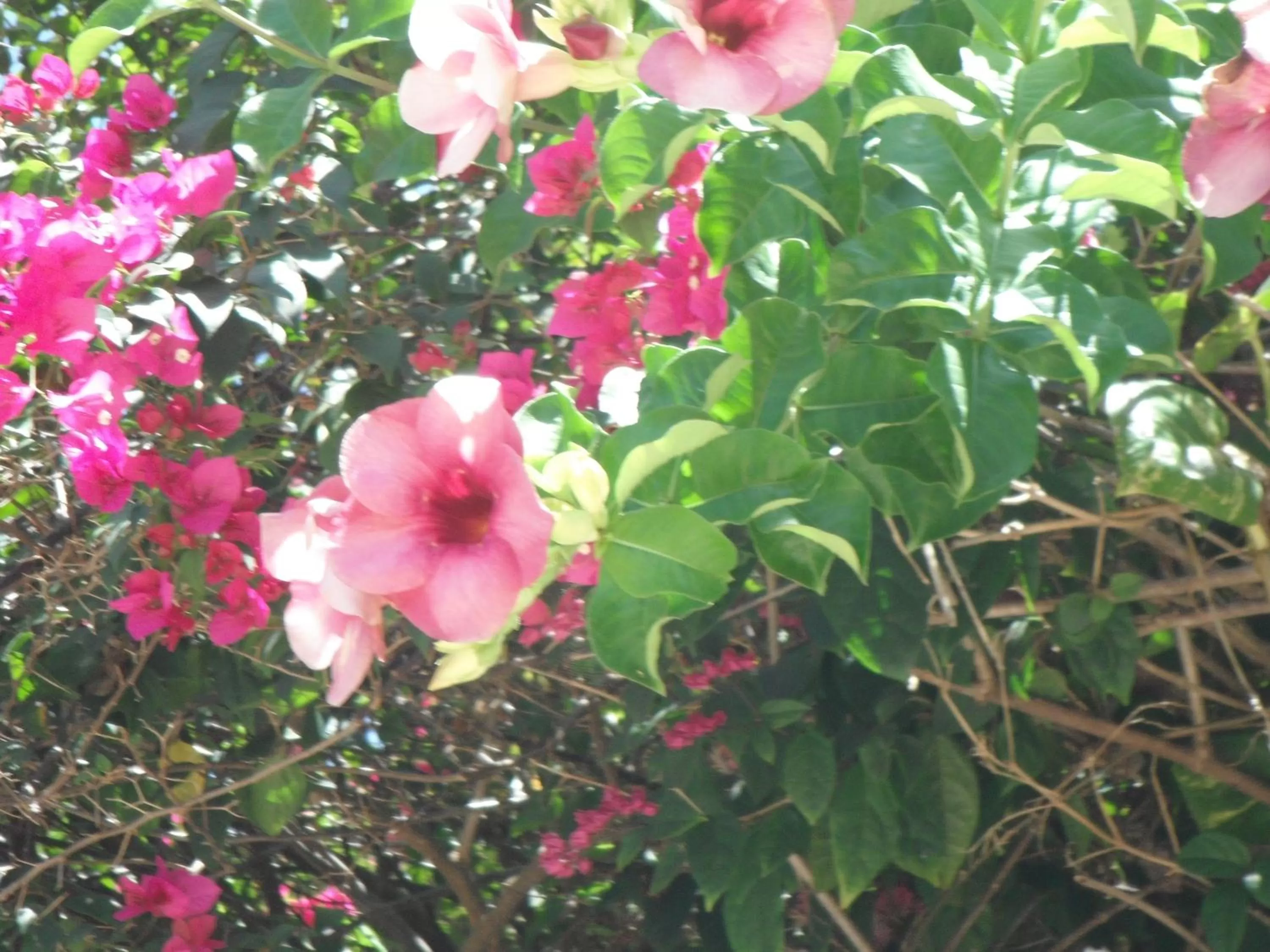 Bird's eye view, Garden in Classique International in Dominica