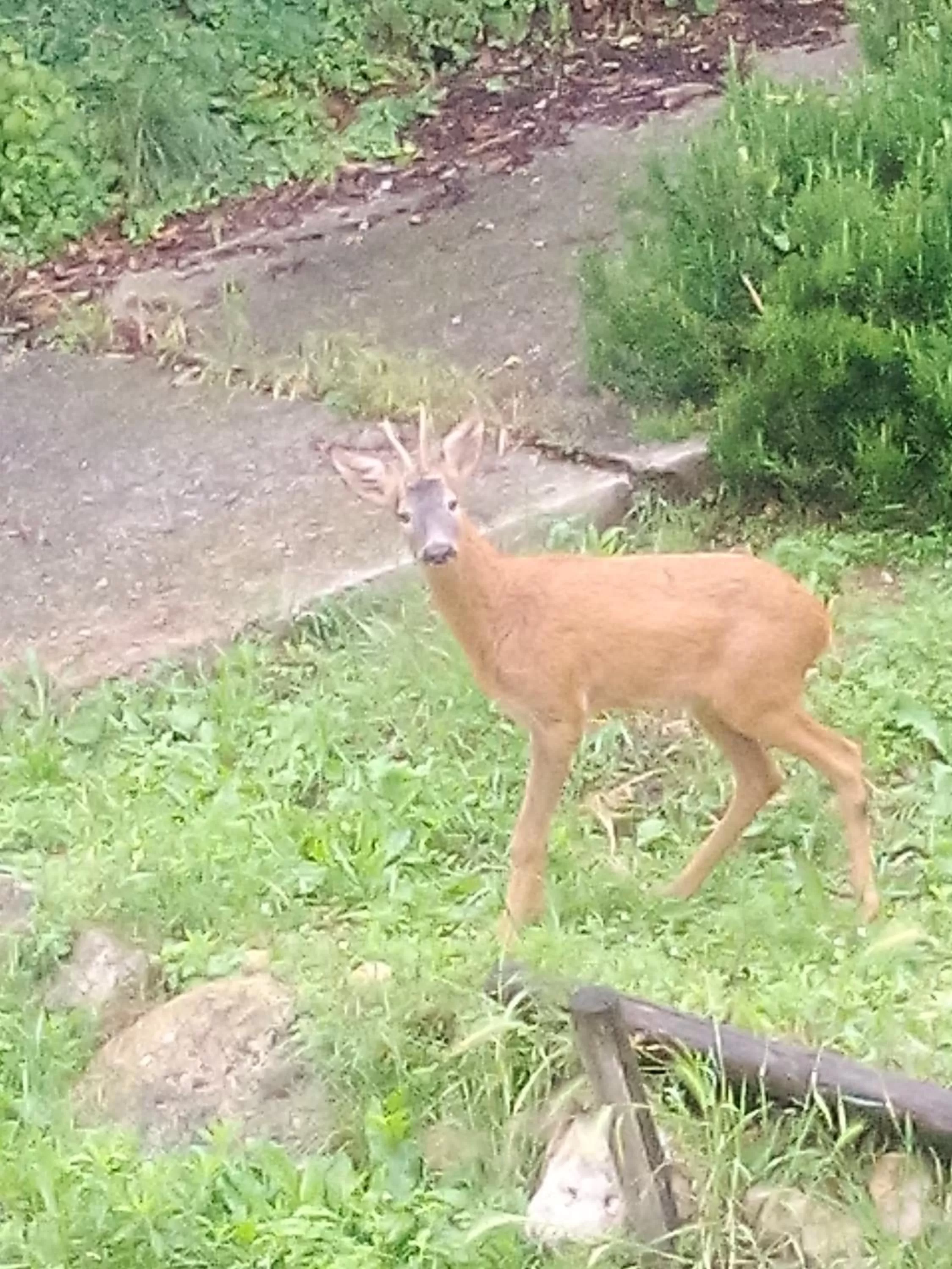 Property building in B&B Il Suono del Bosco