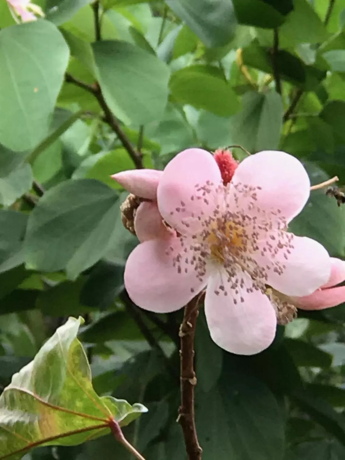 Animals in Achiotte Hotel Boutique by Masaya