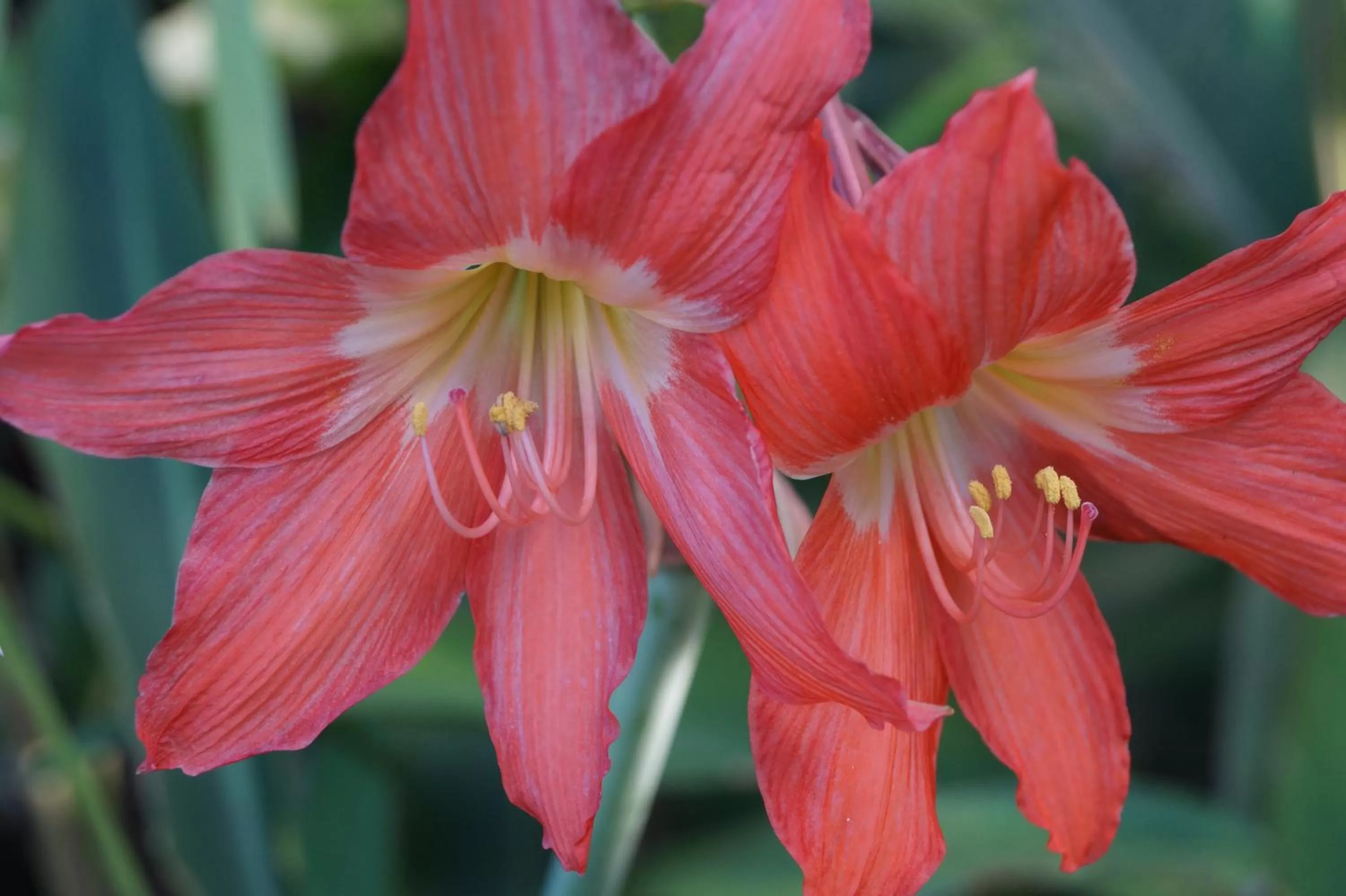 Garden view in Hotel La Aldea del Halach Huinic