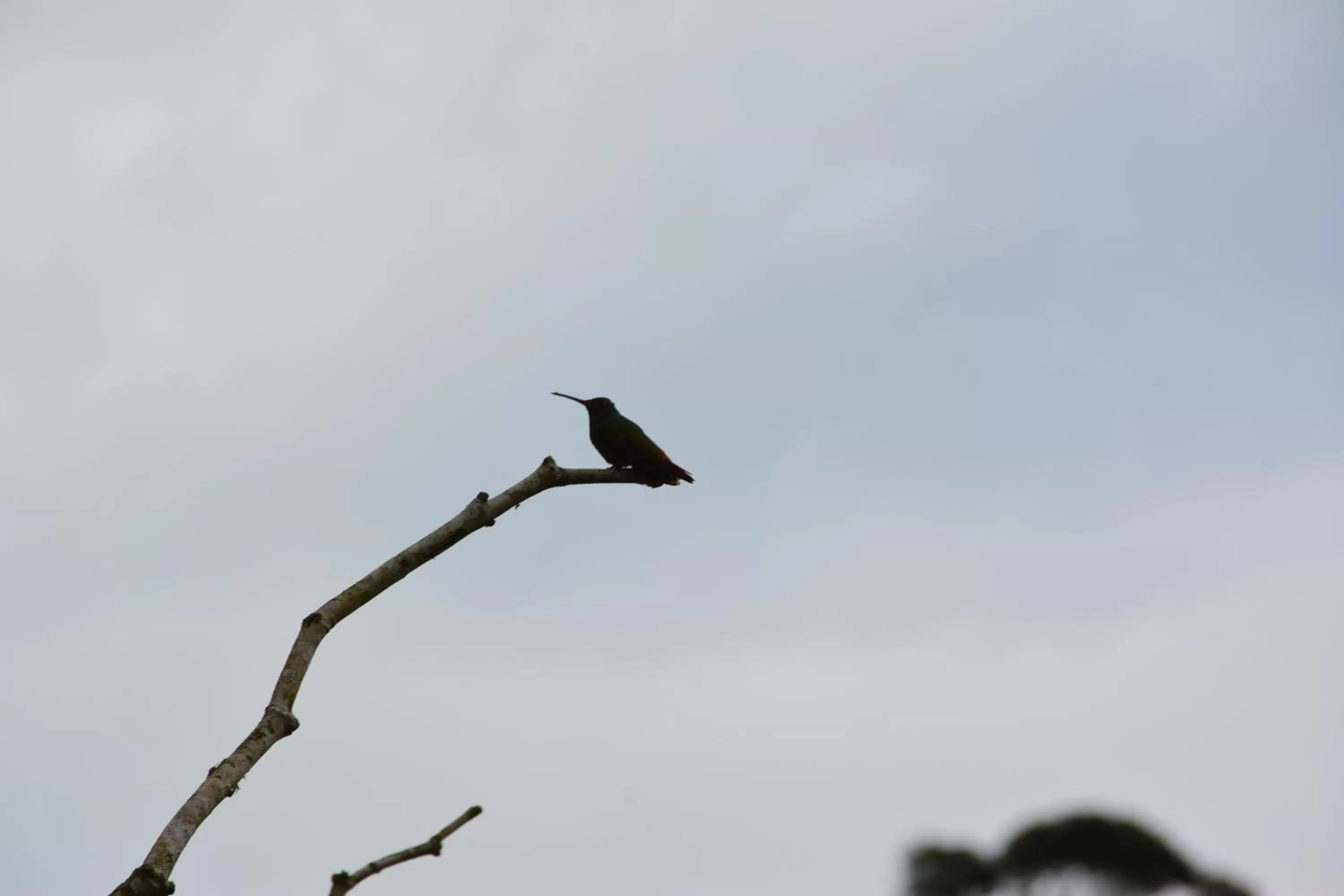 Animals, Other Animals in Hosteria Florecer