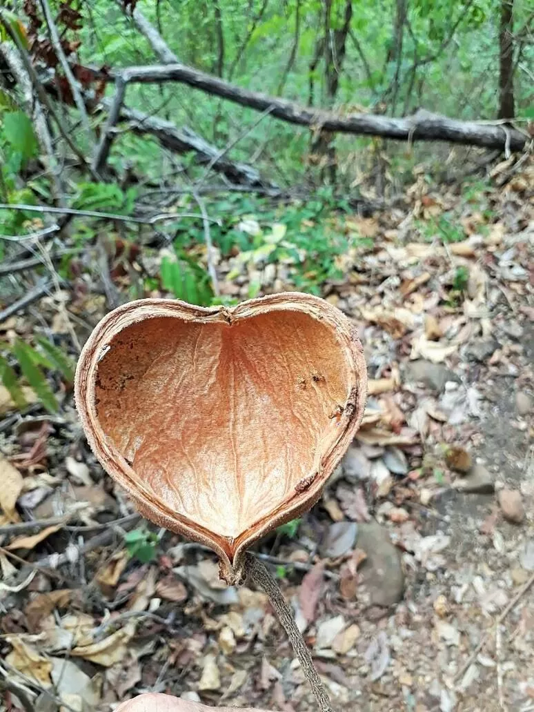 Other Animals in Pousada Aquarela Pirenopolis