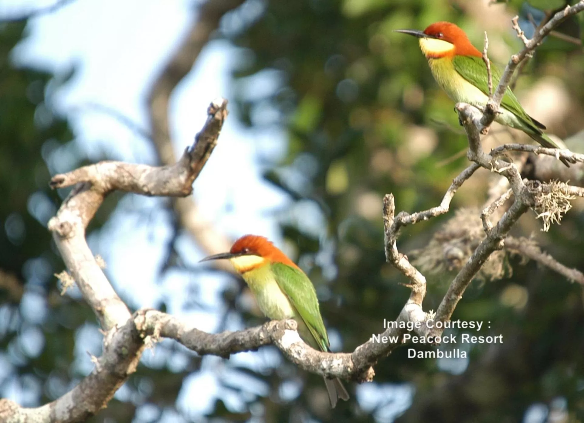 Off site, Other Animals in New Peacock Resort