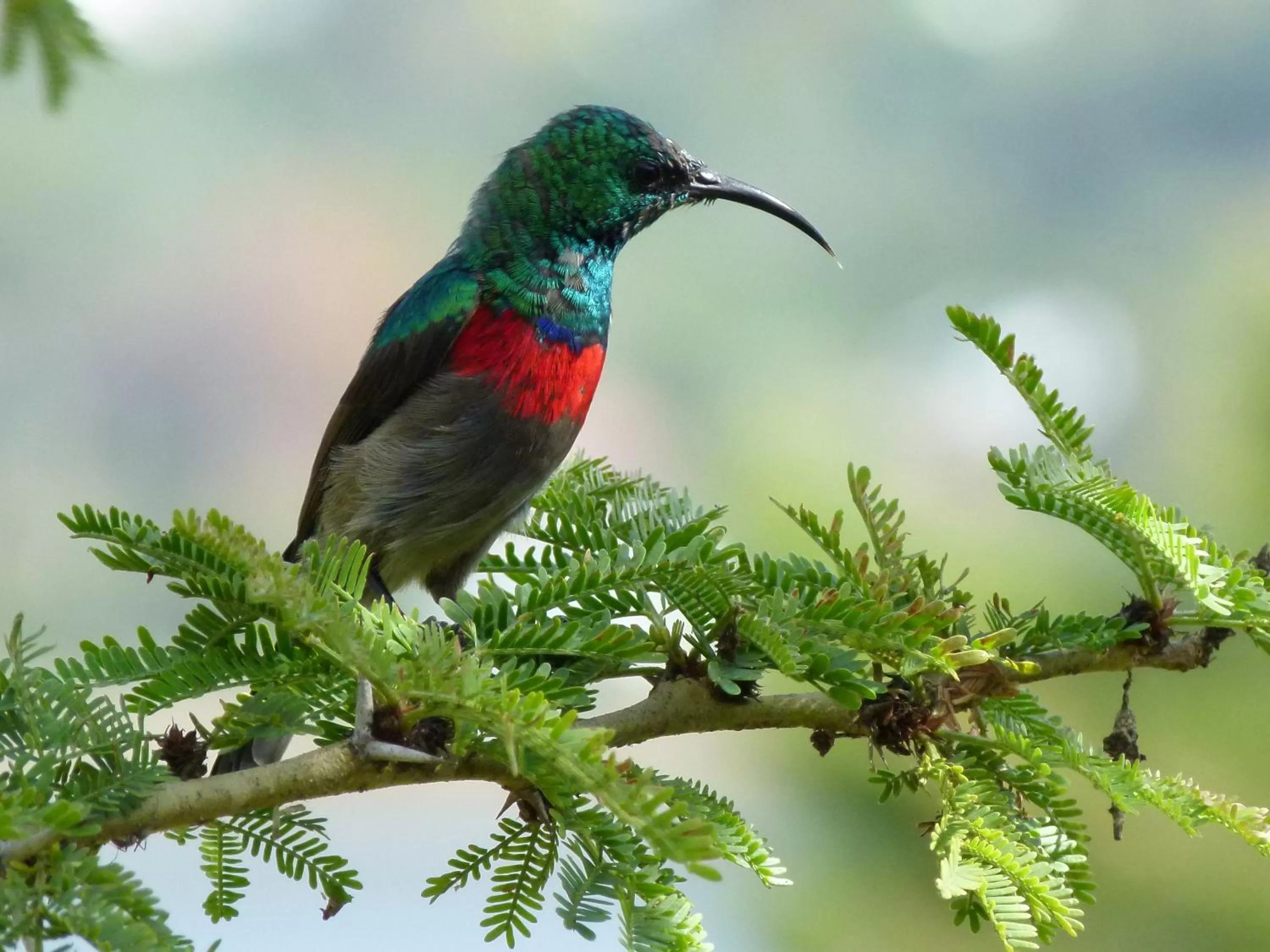 Other Animals in Fish Eagle Lodge