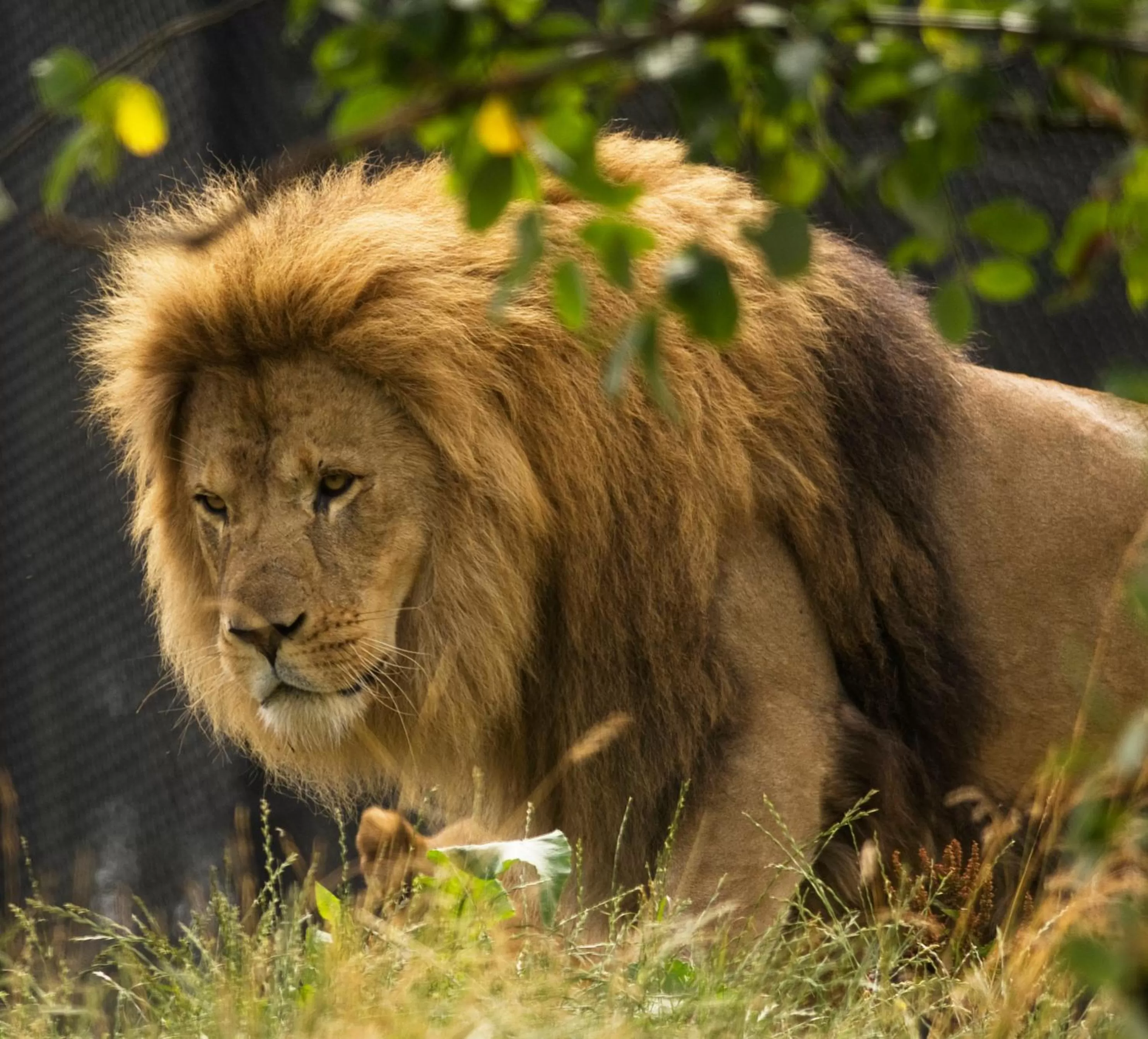 Animals in Dyreparken Safarihotell