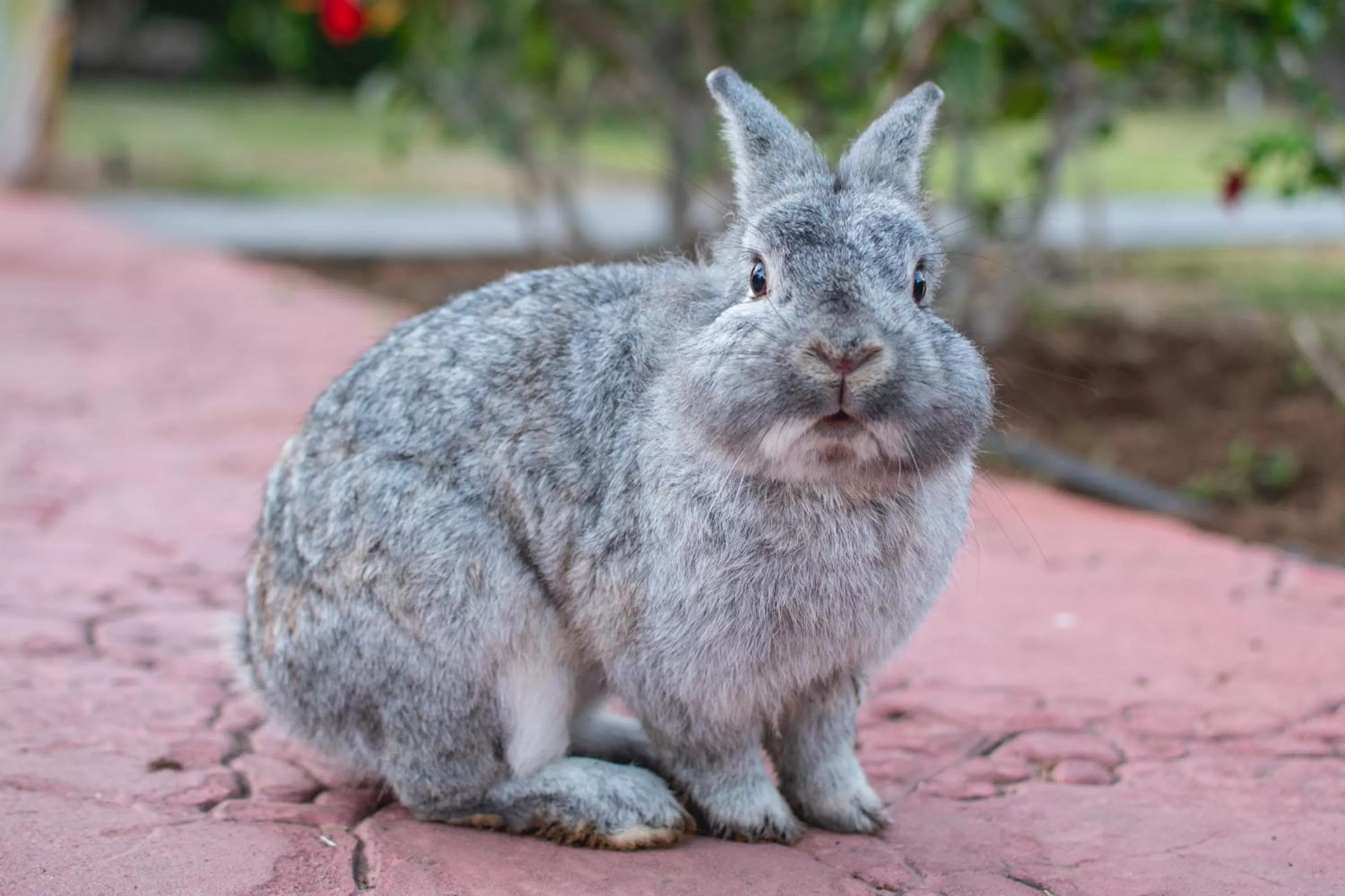 Animals in HL Miraflor Suites Hotel