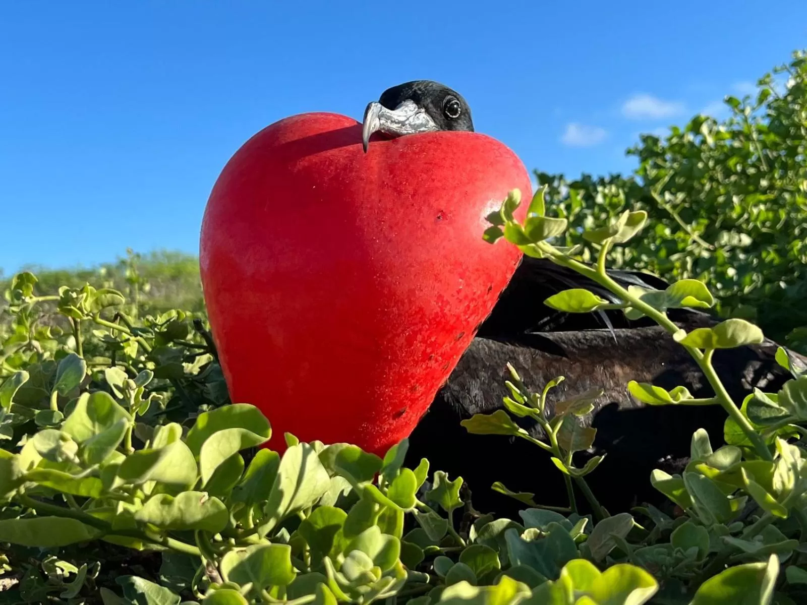 Other Animals in Hostal Casa Edén