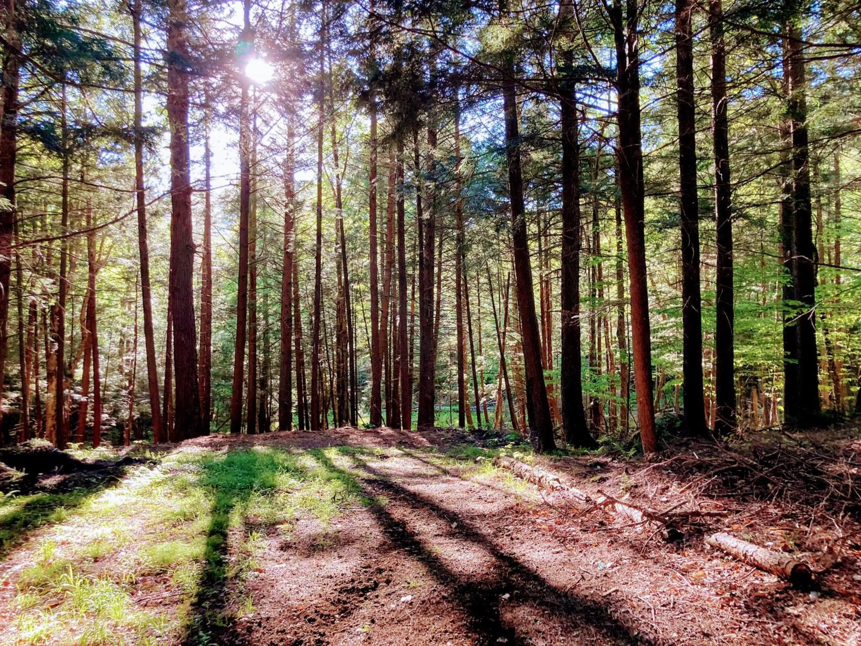 Natural landscape in The Lorca Adirondacks Motel
