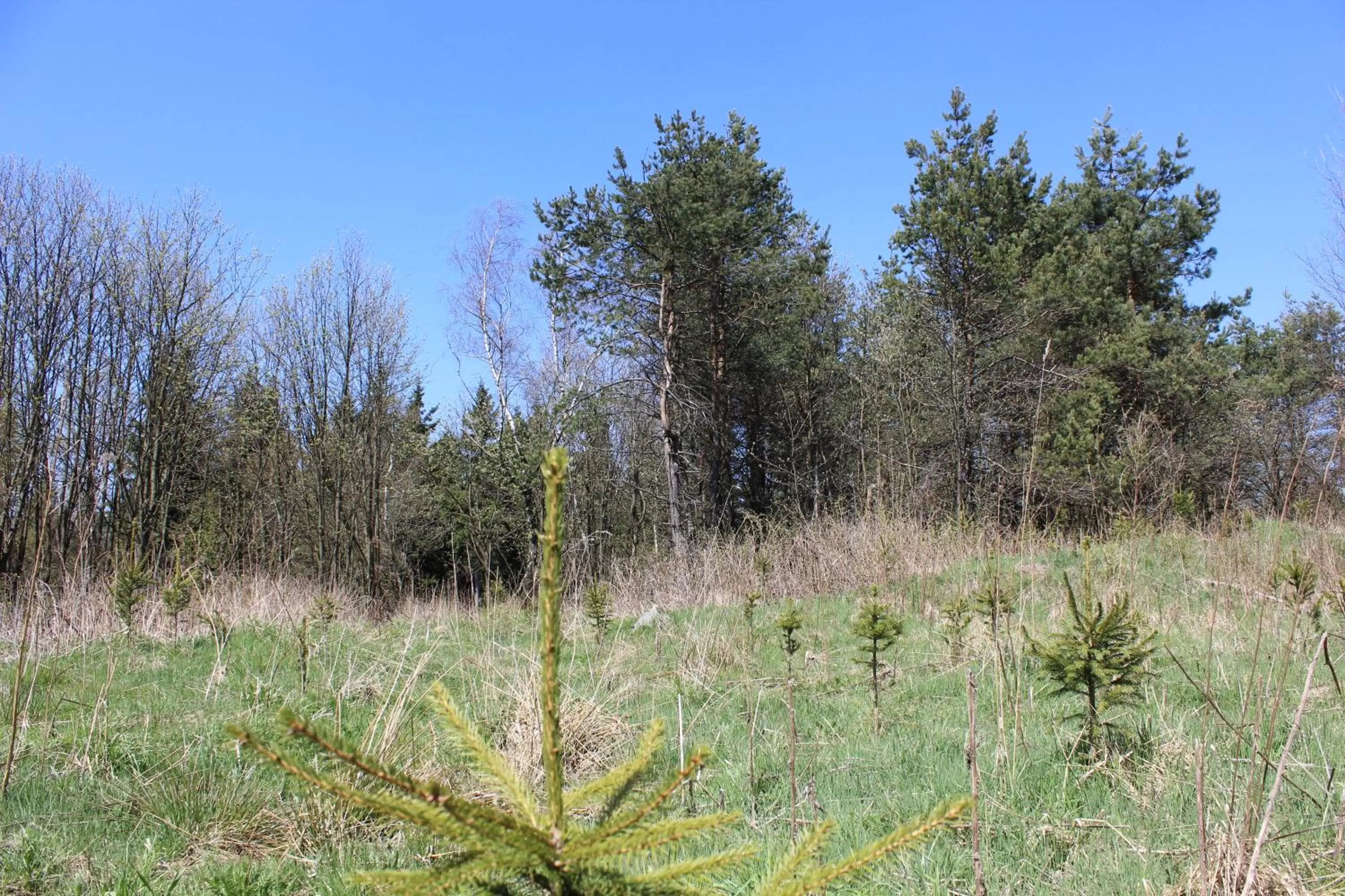Garden, Natural Landscape in Waldgasthof Bad Einsiedel