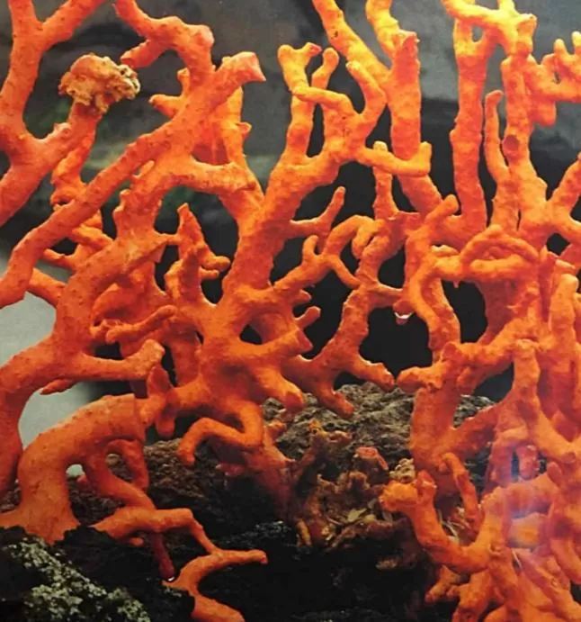 La corte di Angelica