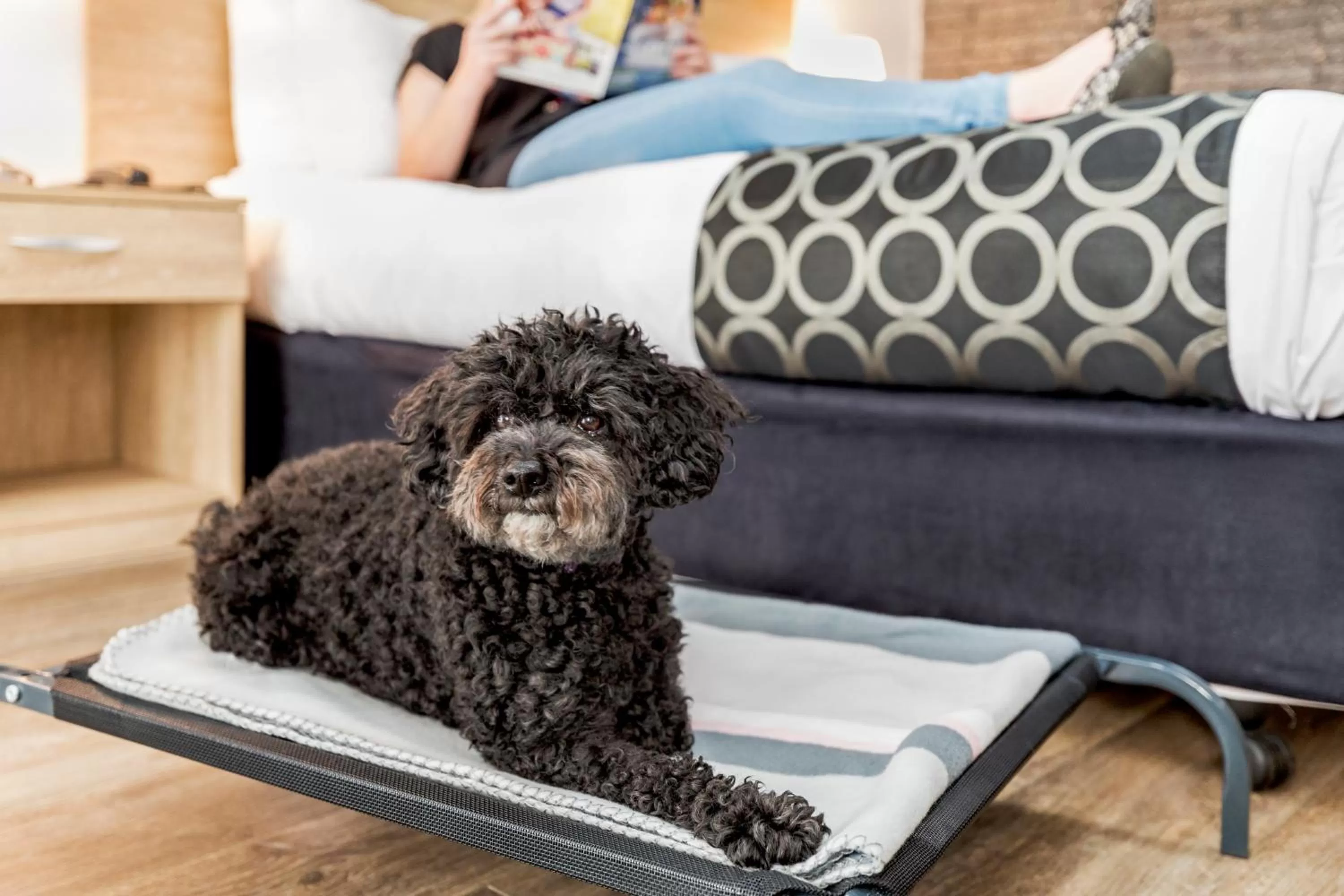 Pets in Adelaide Road Motor Lodge