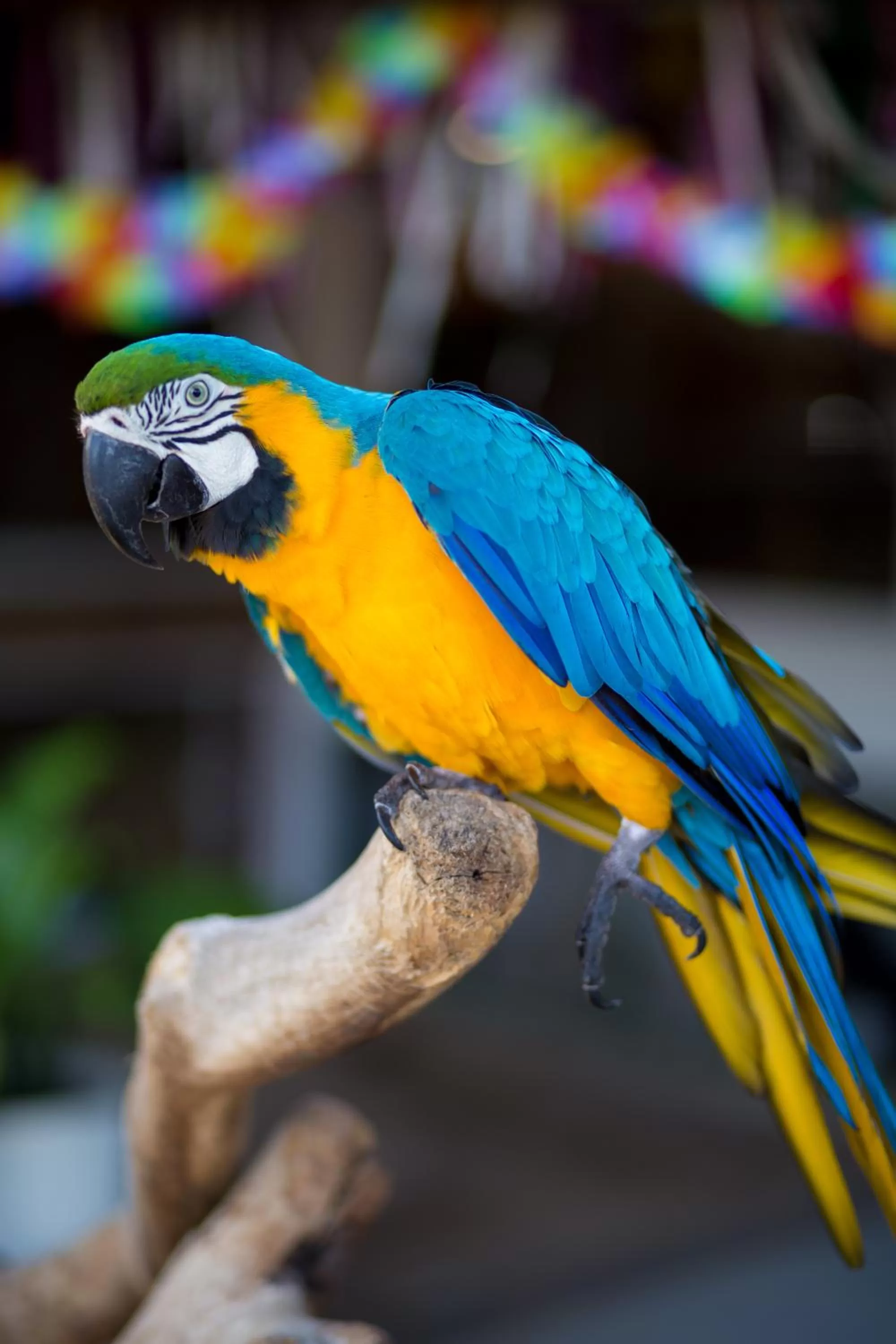 Other Animals in Pousada Sol e Mar