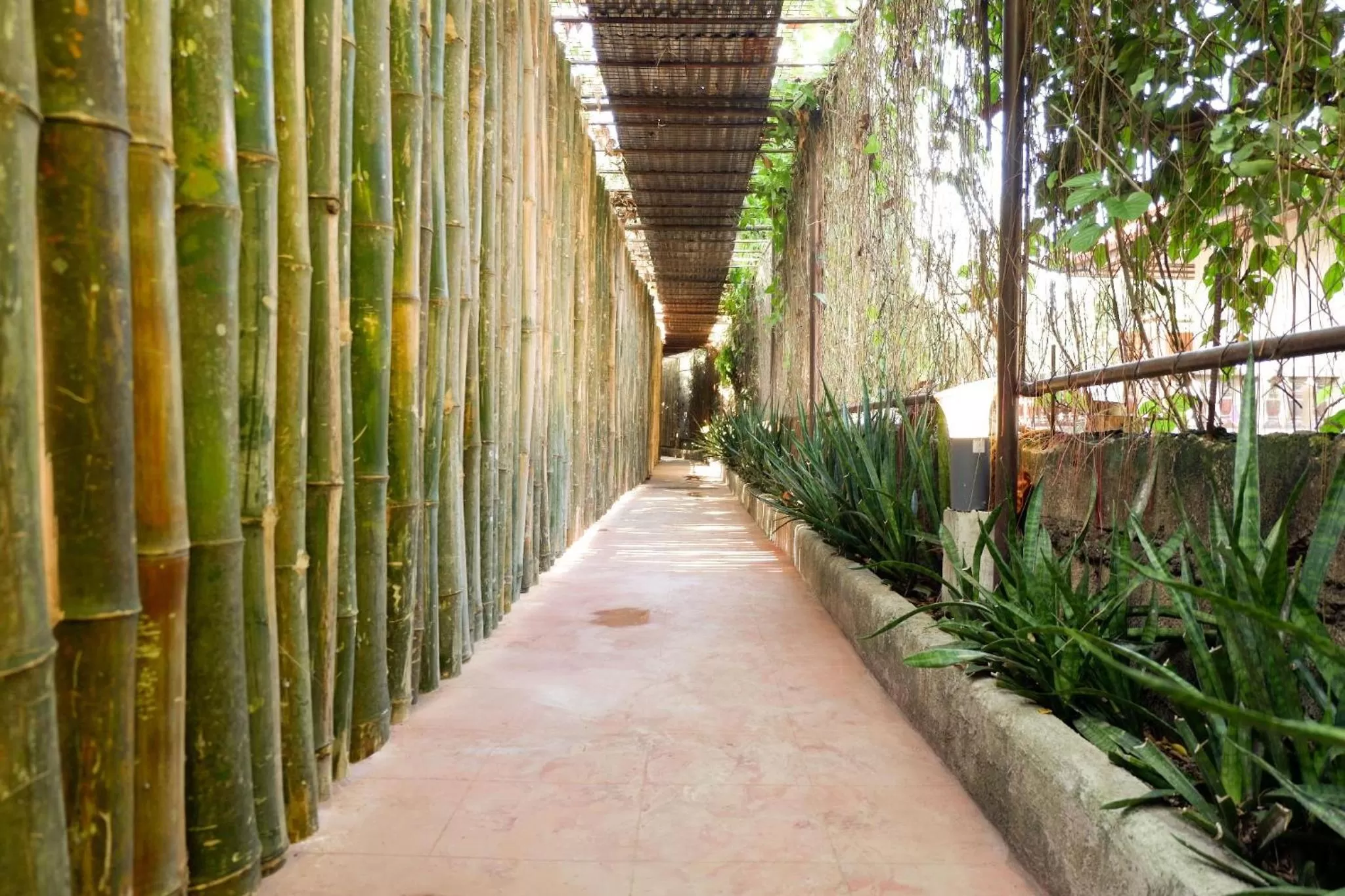 Garden view in RedDoorz near Maribago Barangay Hall