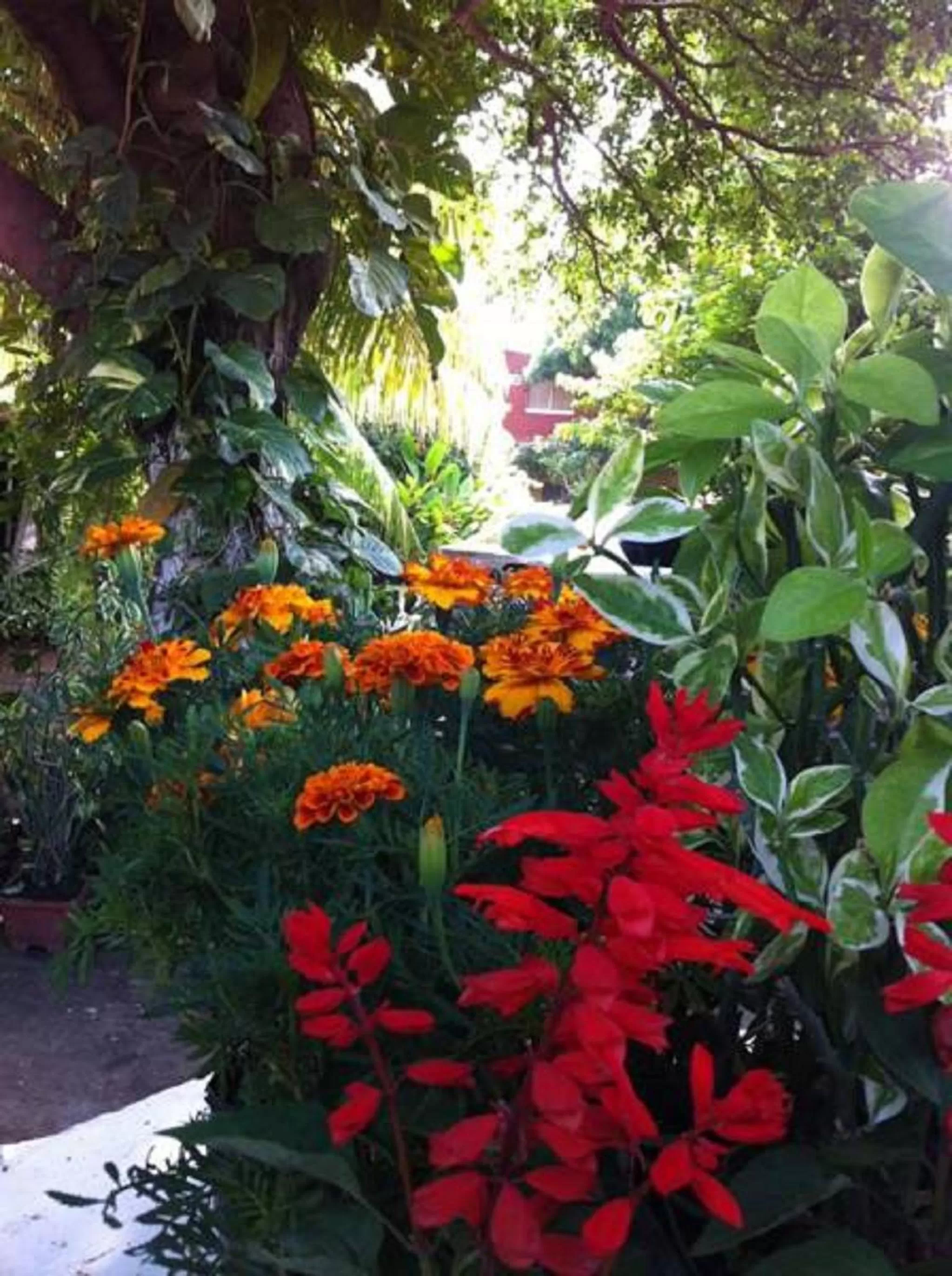 Day, Garden in Hotel Caleta