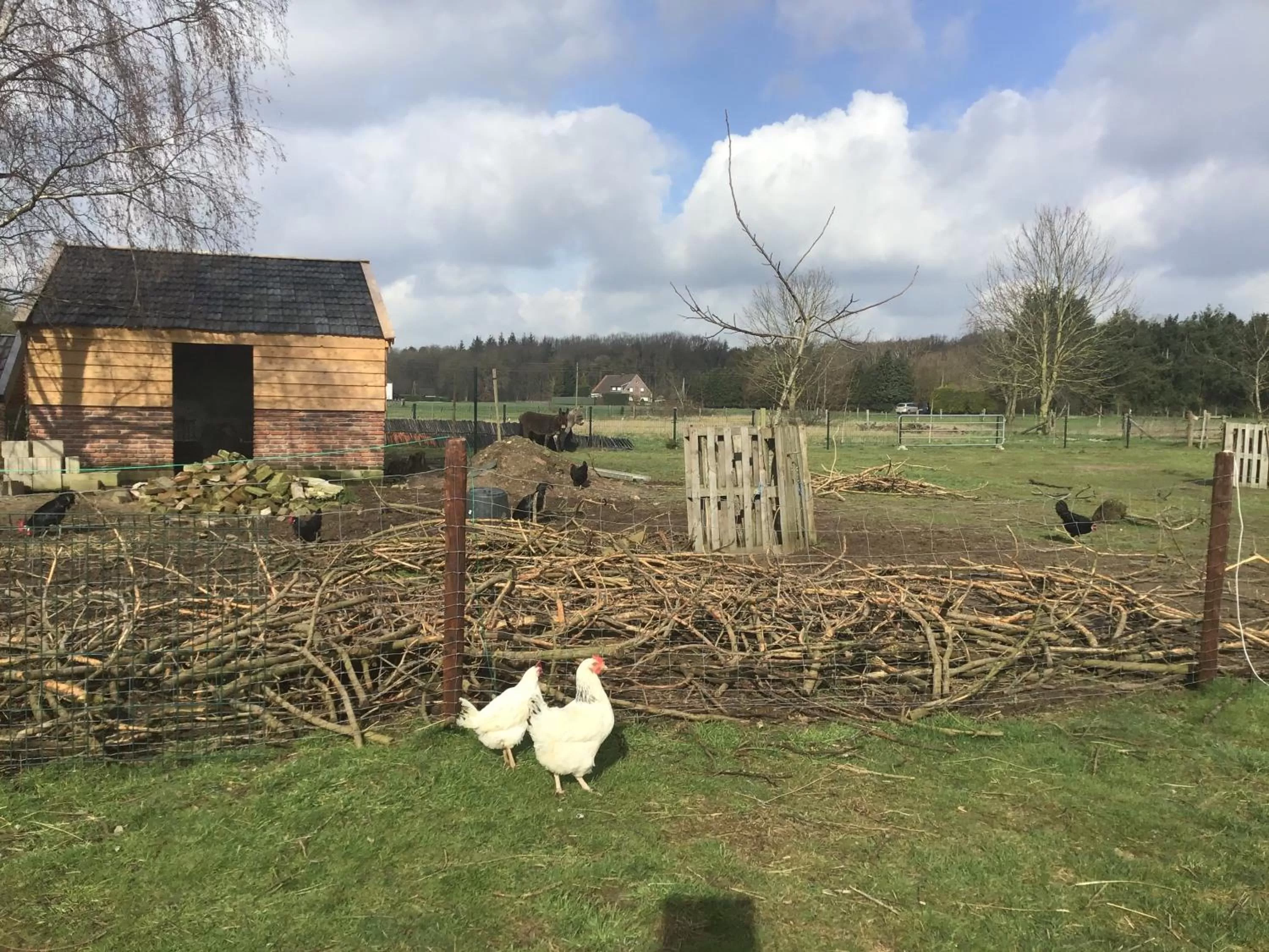 Garden, Pets in Nergena Zimmer Frei