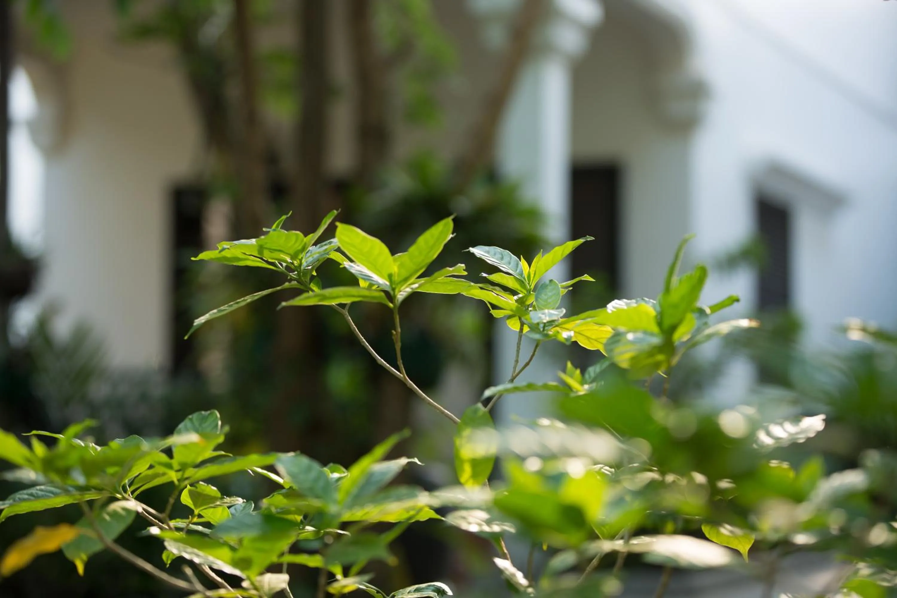 Garden view in Sonalong Boutique Village & Resort
