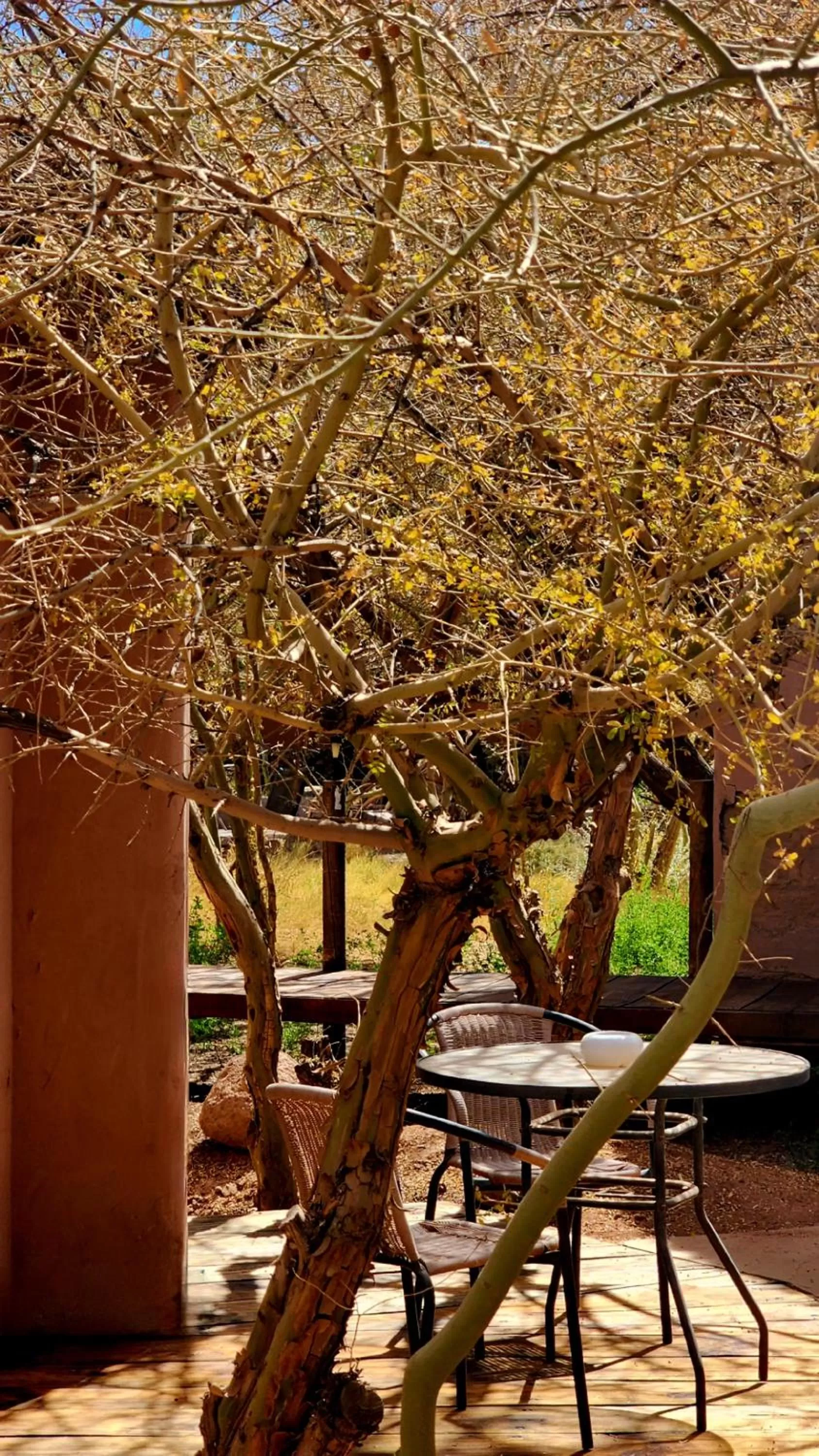 Garden in Hotel Tulor