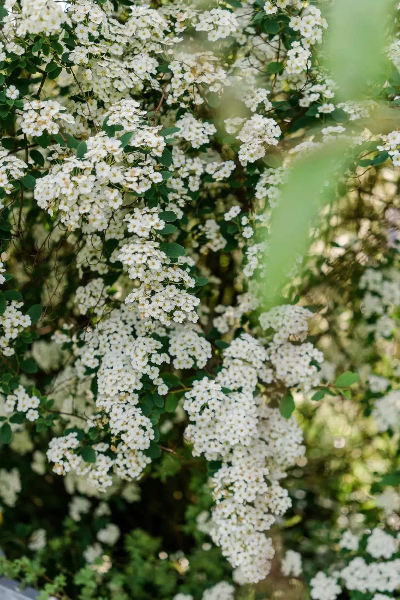 Single Room with Terrace in Romantik Hotel Ahrenberg Single Room with Terrace in Romantik Hotel Ahrenberg