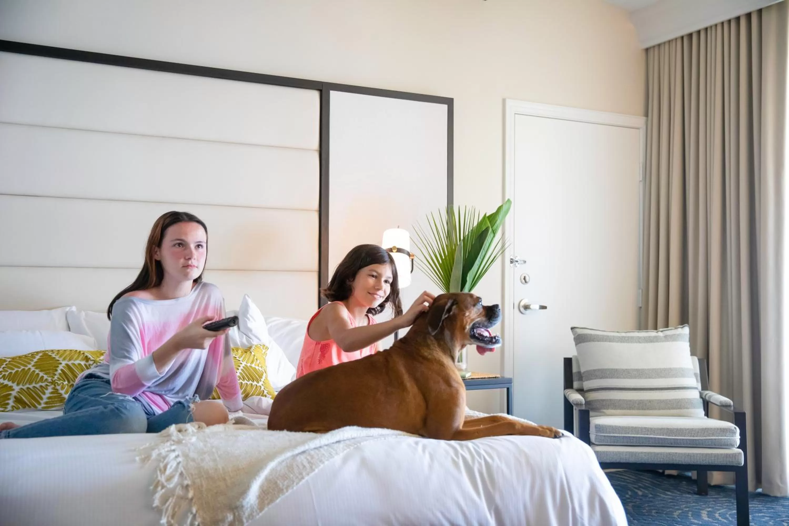 Pets, Bed in San Diego Mission Bay Resort