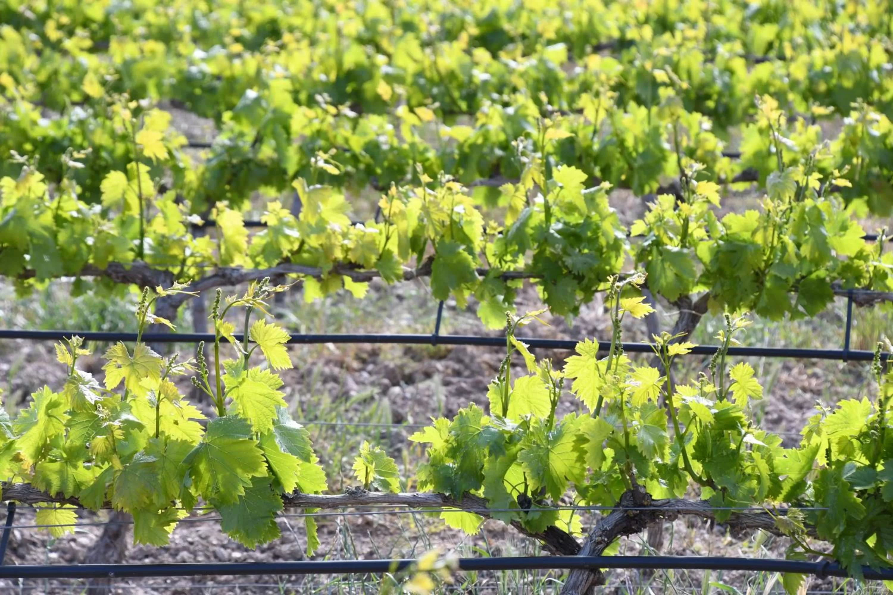 Natural landscape in Hotel Class Valls