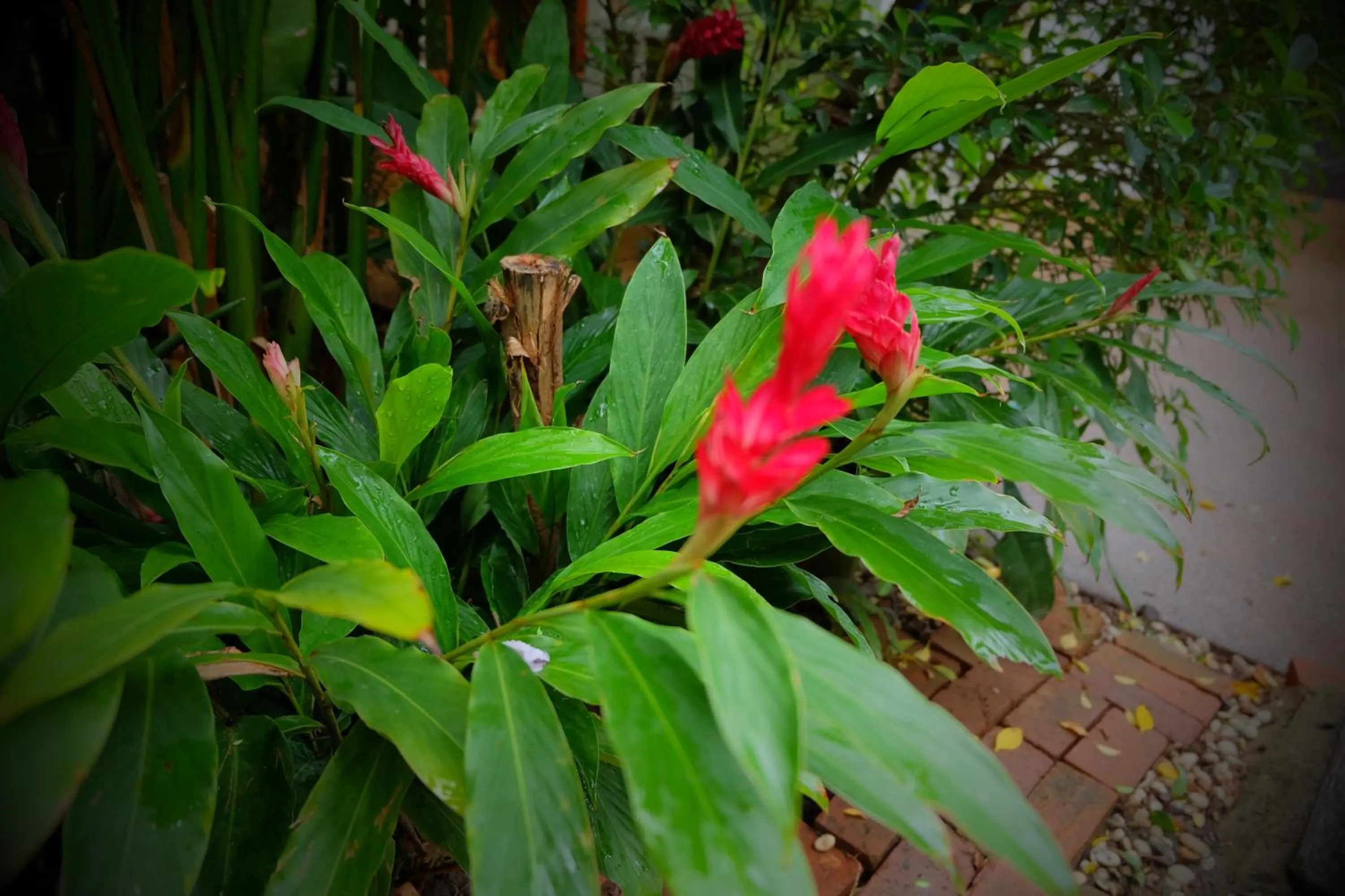 Garden in The Twenty Lodge