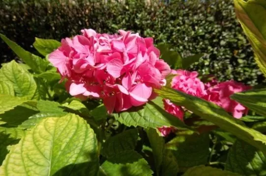 Garden in Albergo Ponte Vecchio