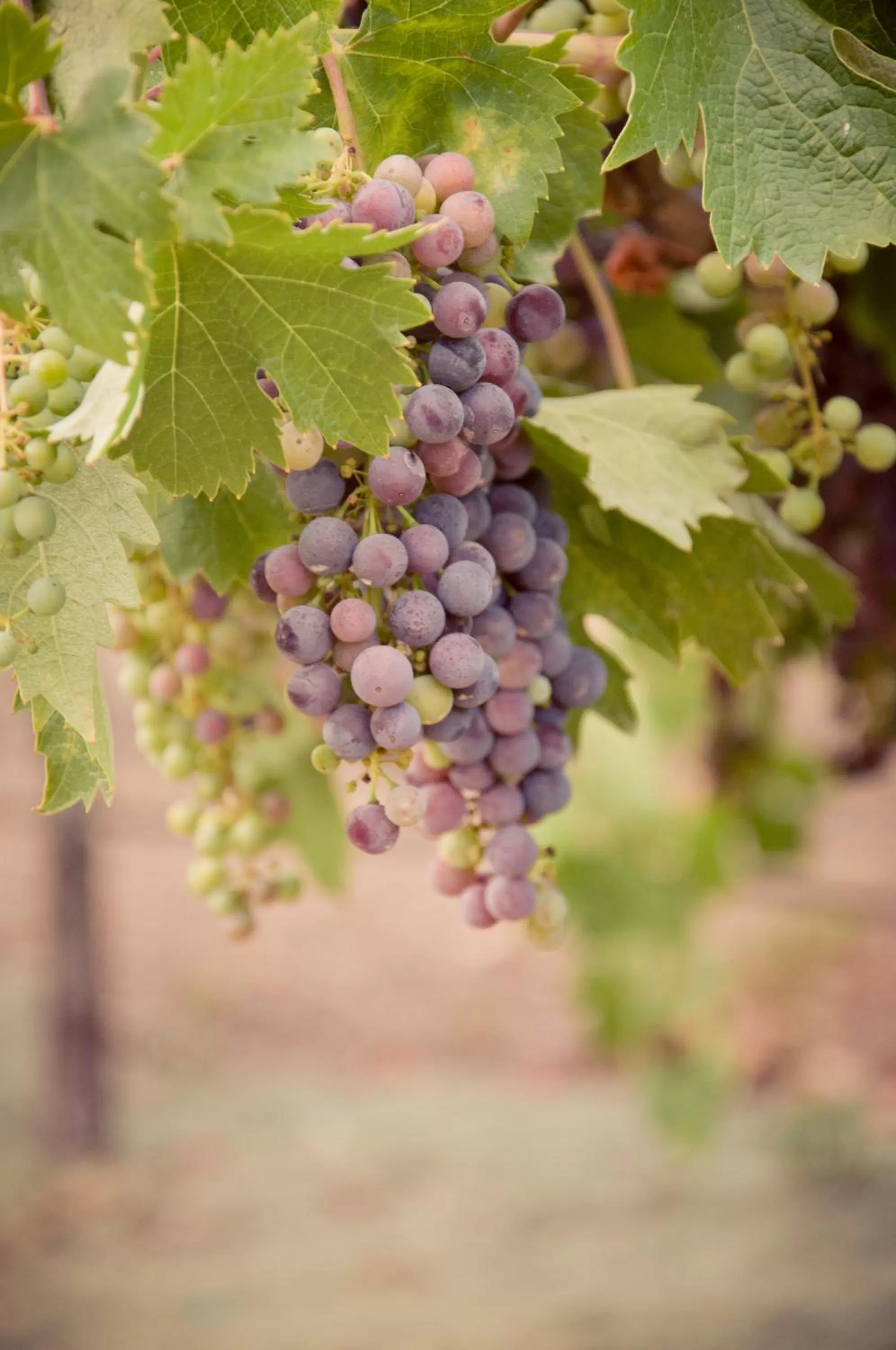 Food in Geyserville Inn