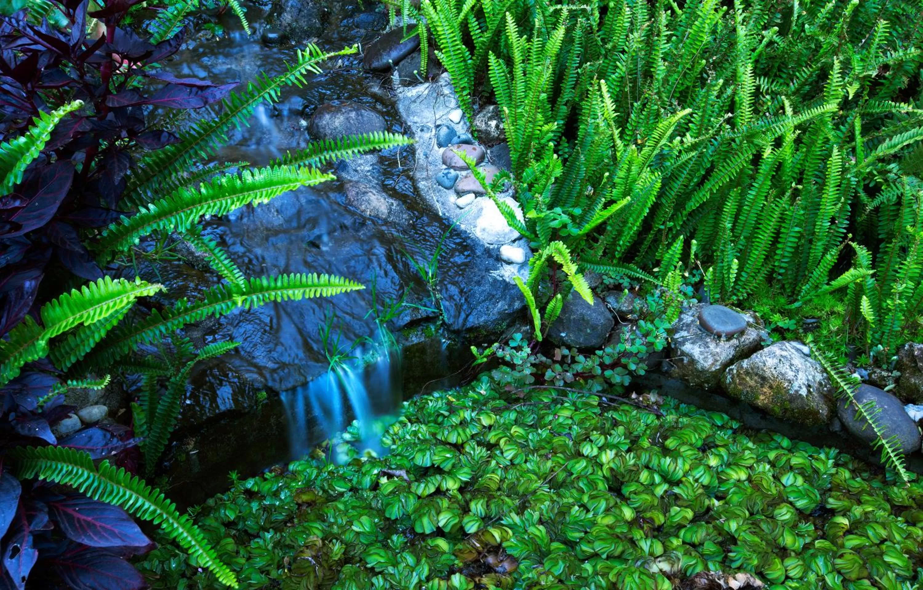 Garden in Pine Borough Inn