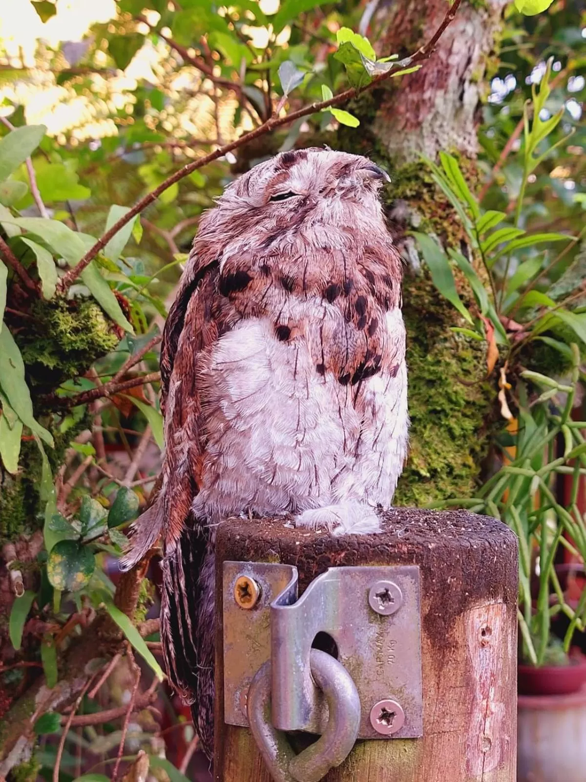 Animals, Other Animals in Pousada Capim Melado