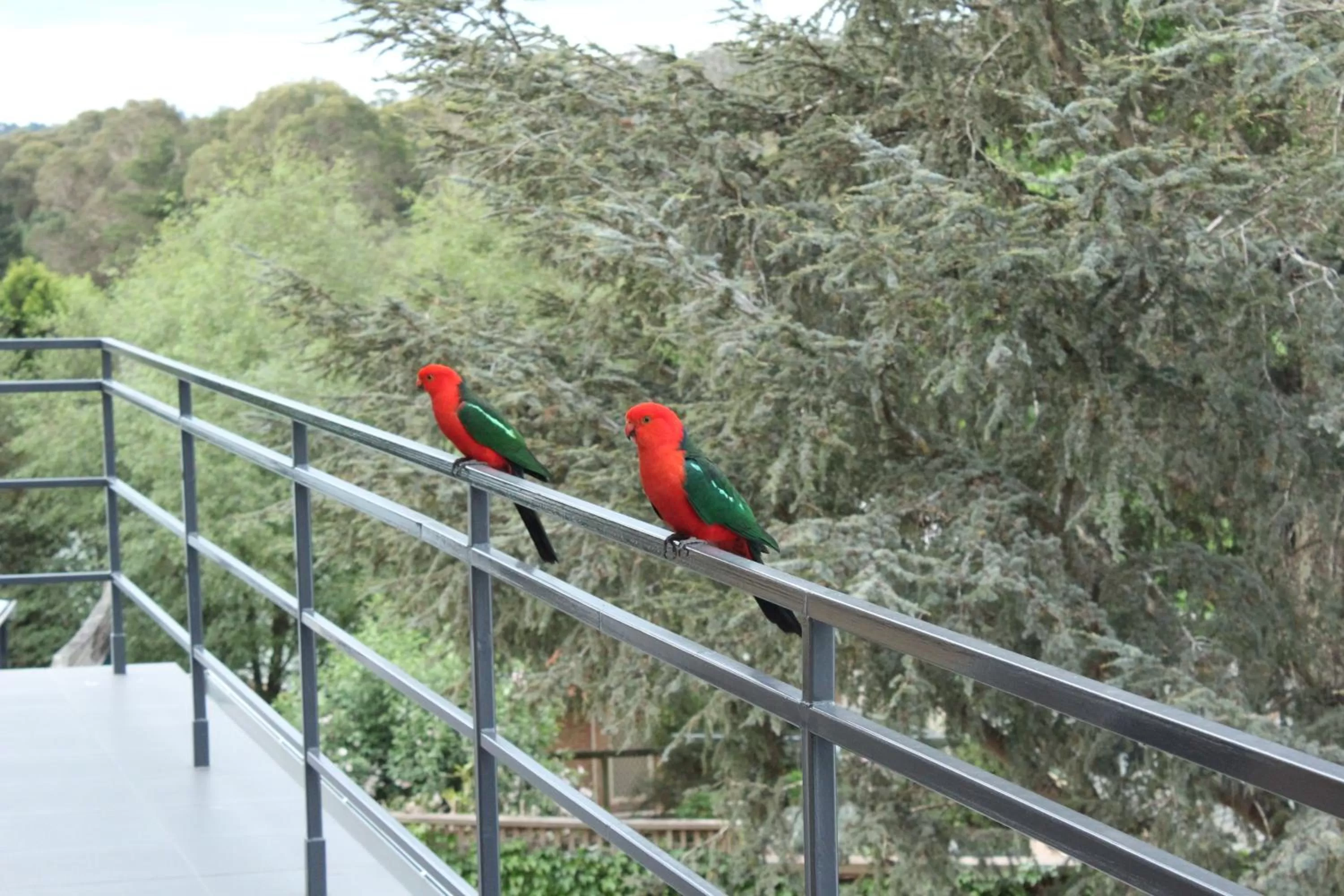 Animals in Bundanoon Lodge