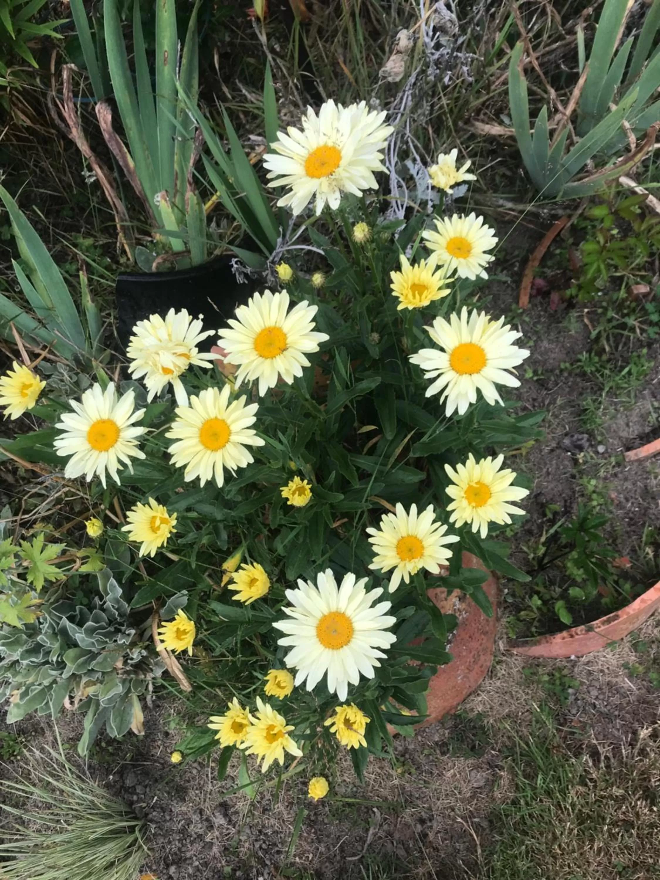 Garden in Newlands Bed and Breakfast