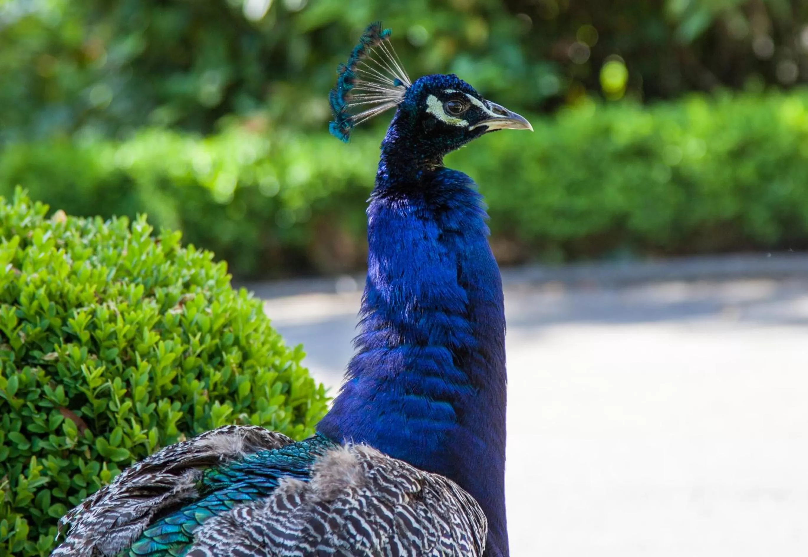 Other Animals in Maison Grandsire Chambres D'Hôtes
